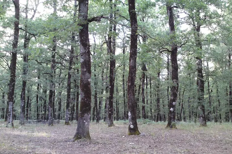 2015-10-foloi_oak_forest-12