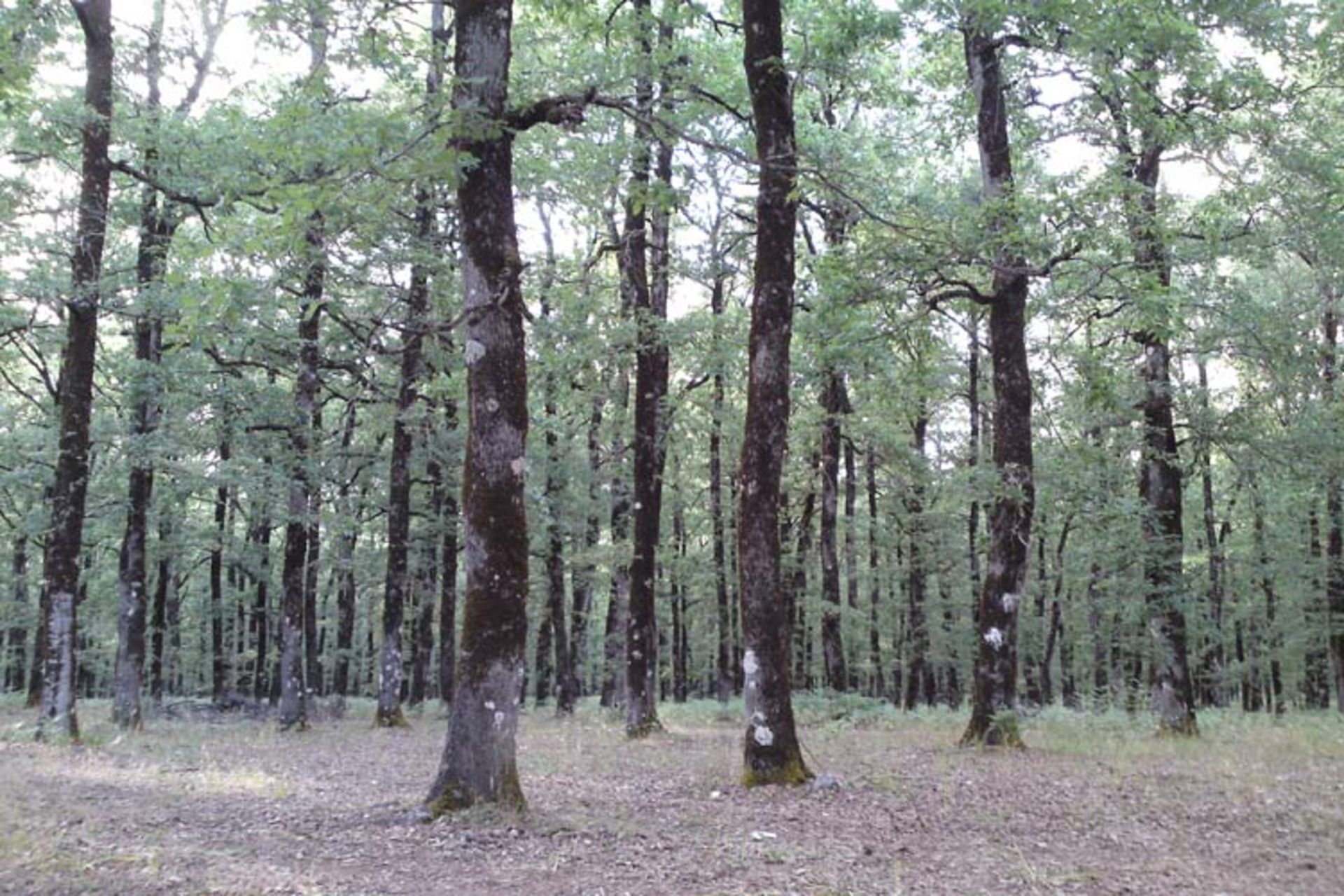 2015-10-foloi_oak_forest-12