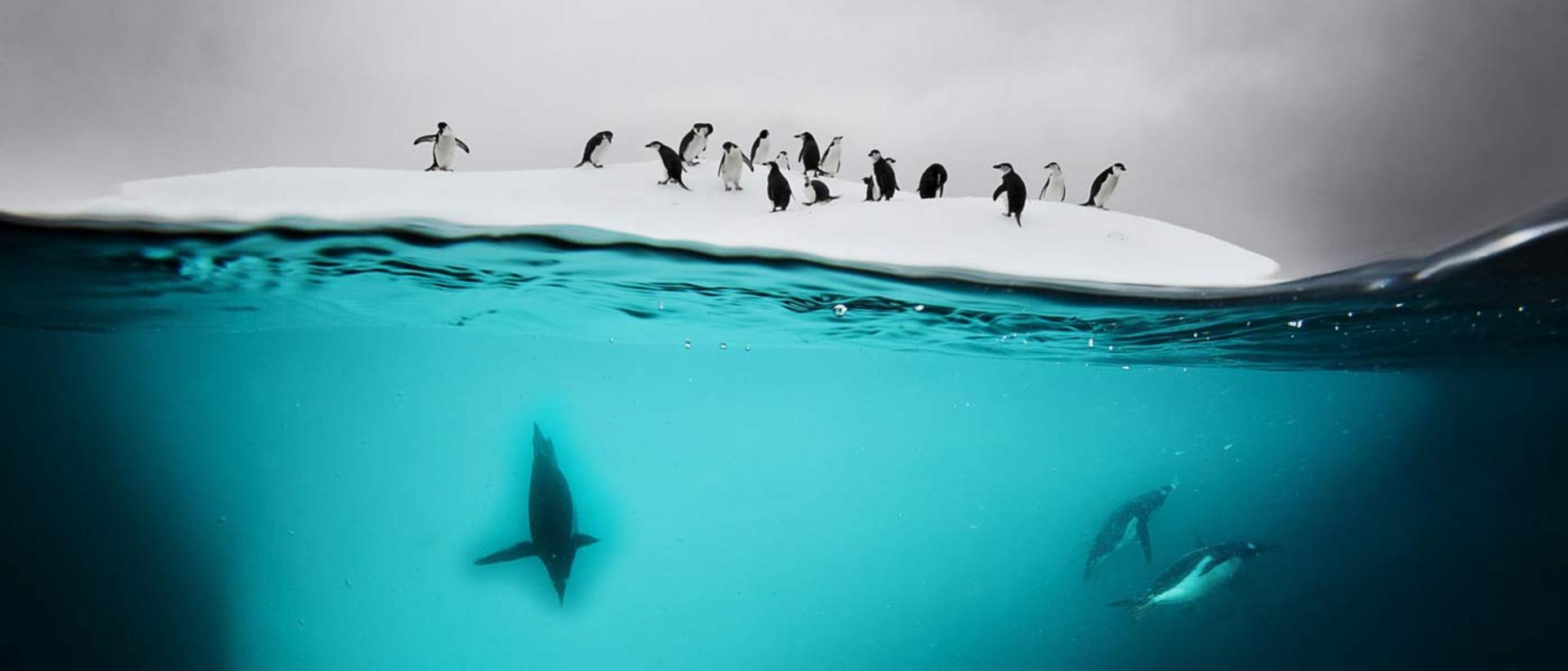 2015-10-funny-penguins-screen-wallpapers.com8787