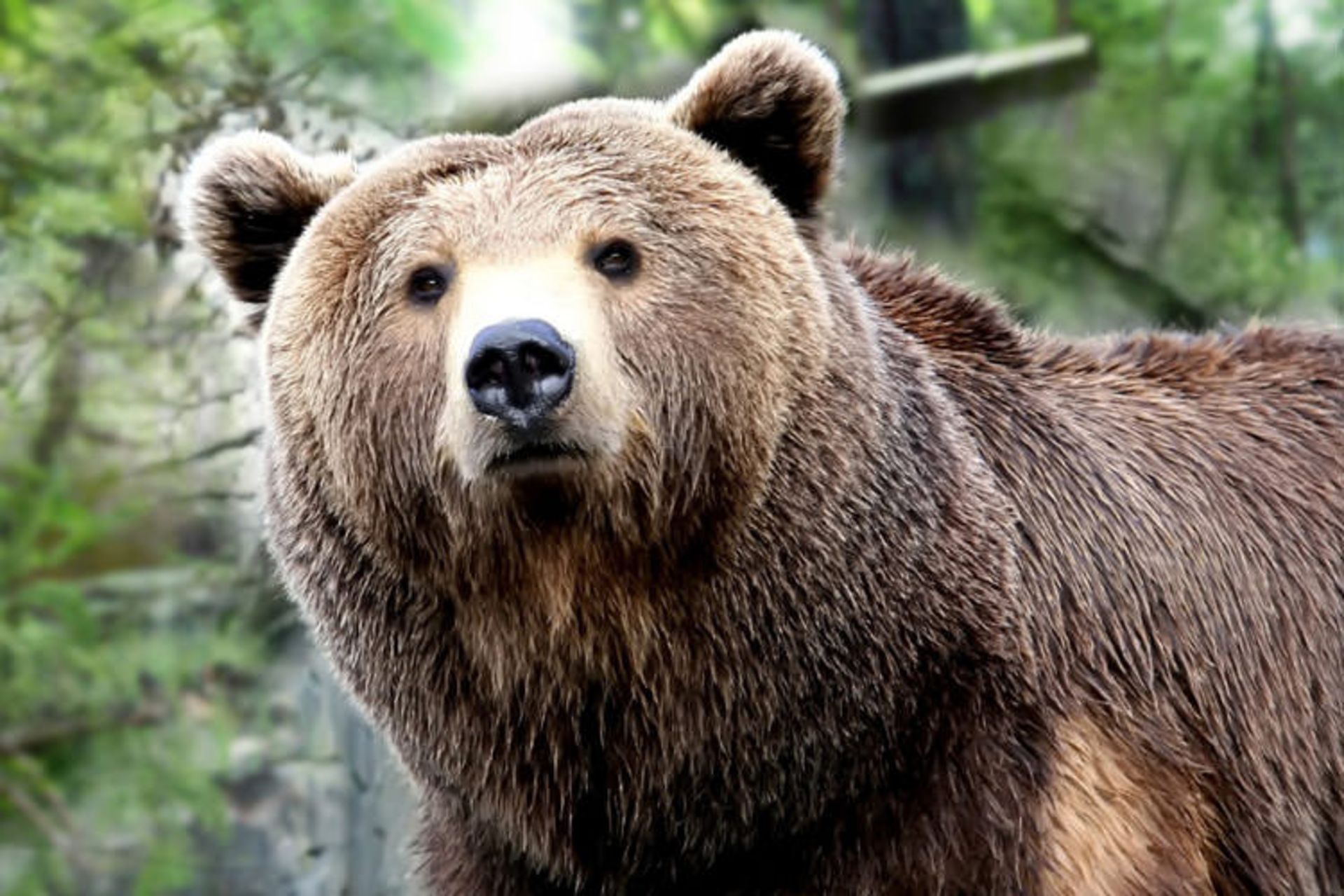 2015-10-grizzlybear-photofurl5646546