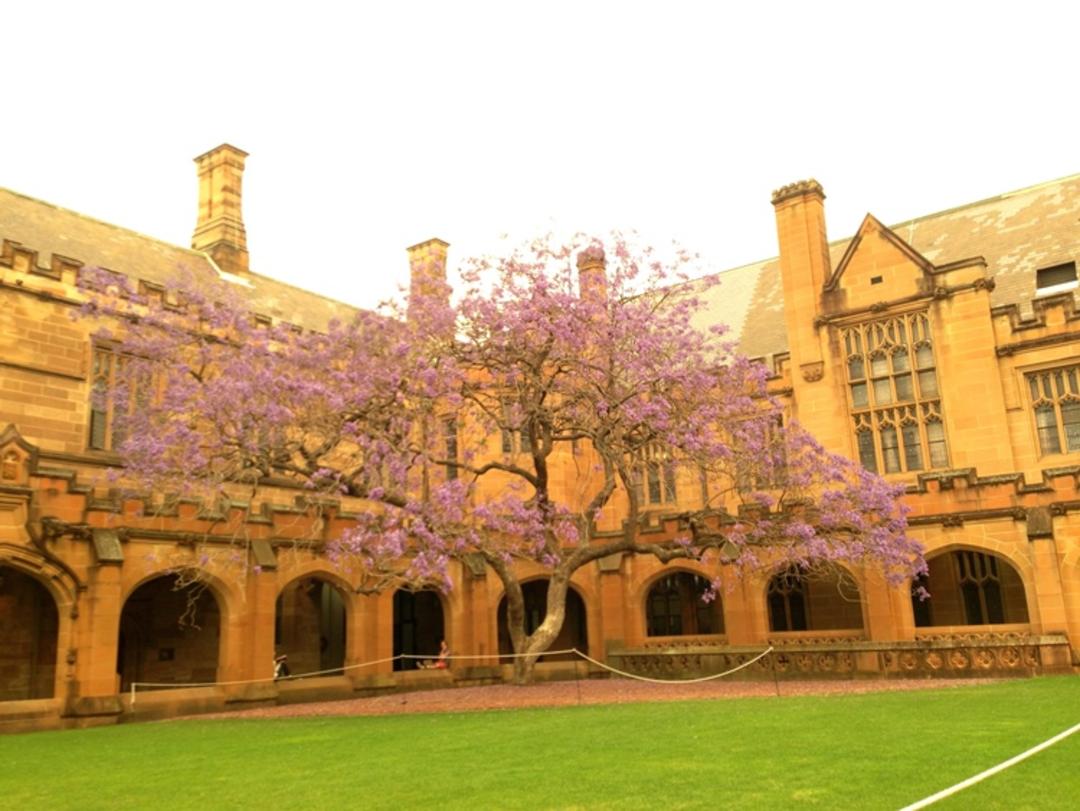 2015-10-jacaranda-flowers-sydney-university-campus-quadran1
