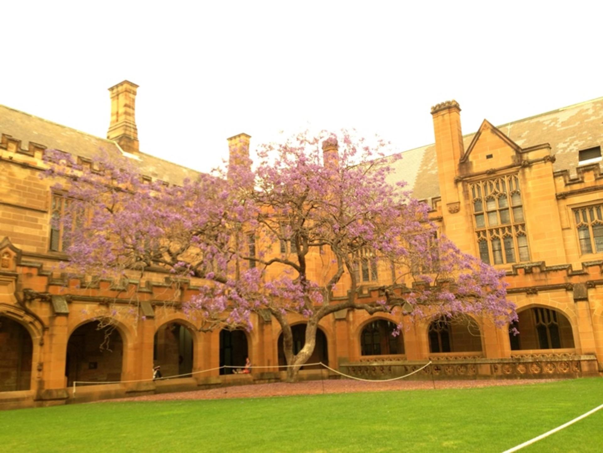 2015-10-jacaranda-flowers-sydney-university-campus-quadran1