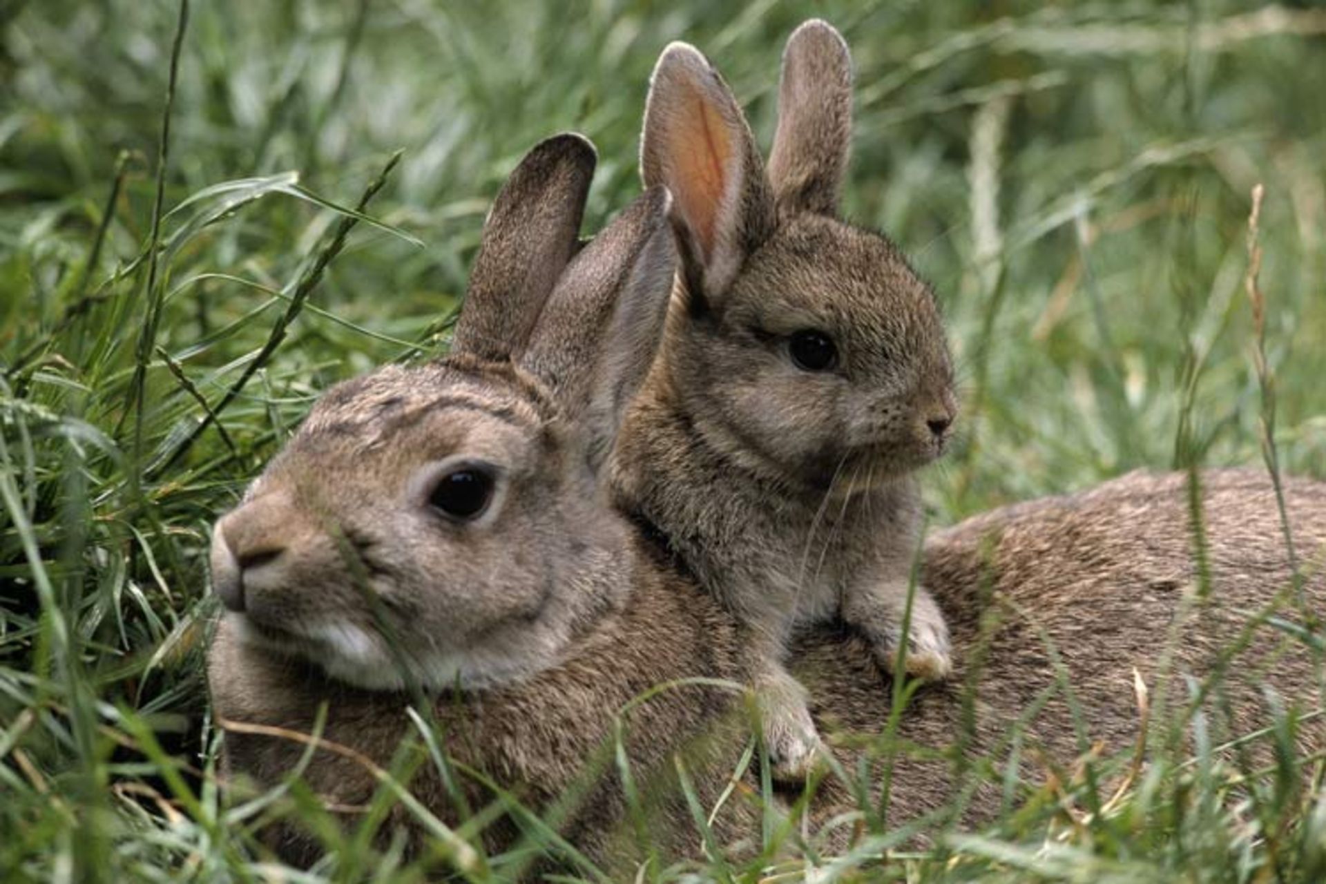 2015-10-mating-rabbits.jpg12