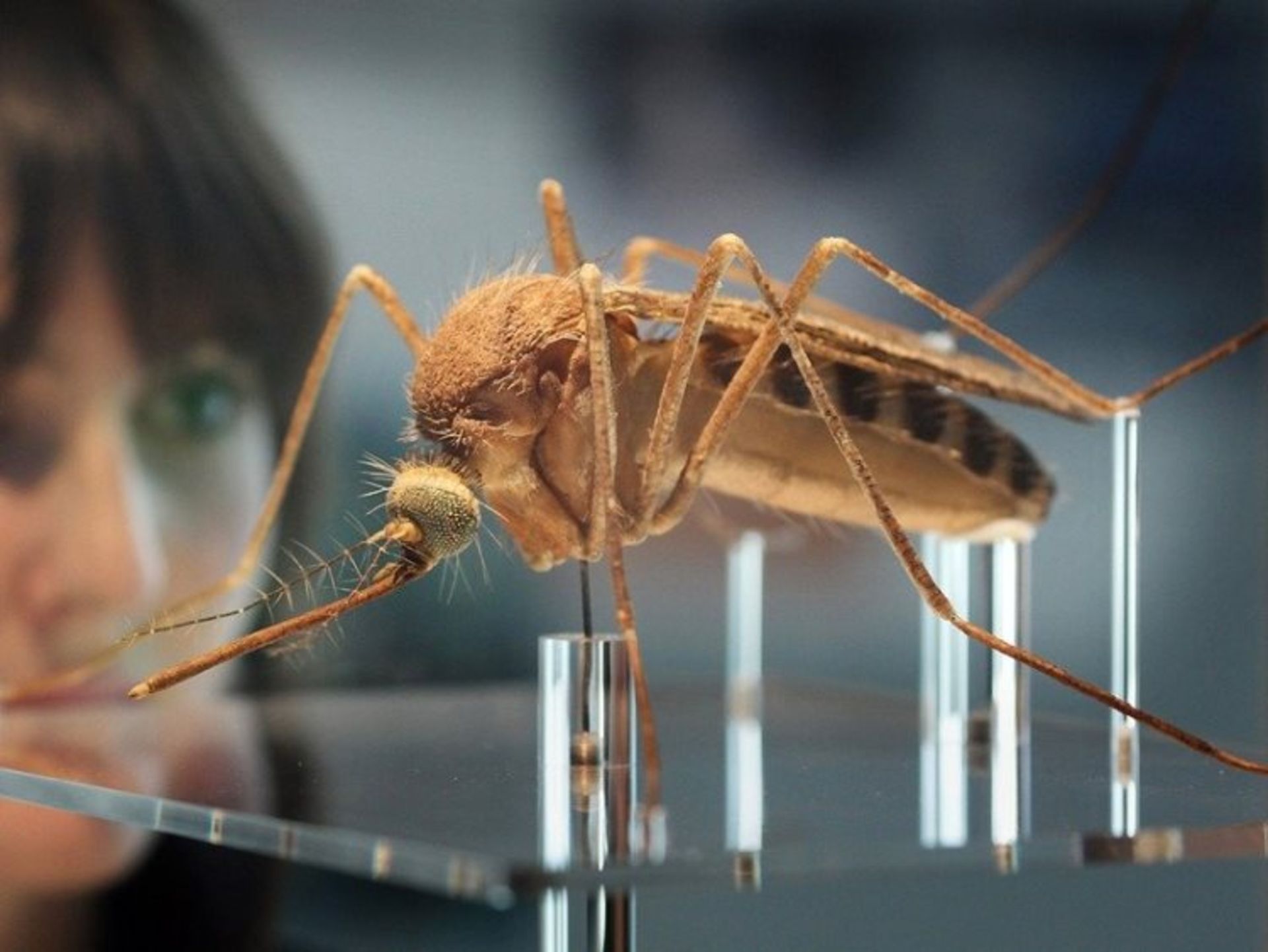 2015-10-mosquito