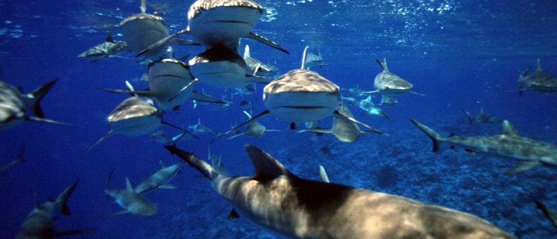 2015-10-nature_ocean_shark_frenzy_entertainment_ocean_people_sharks_129773_2560x1600
