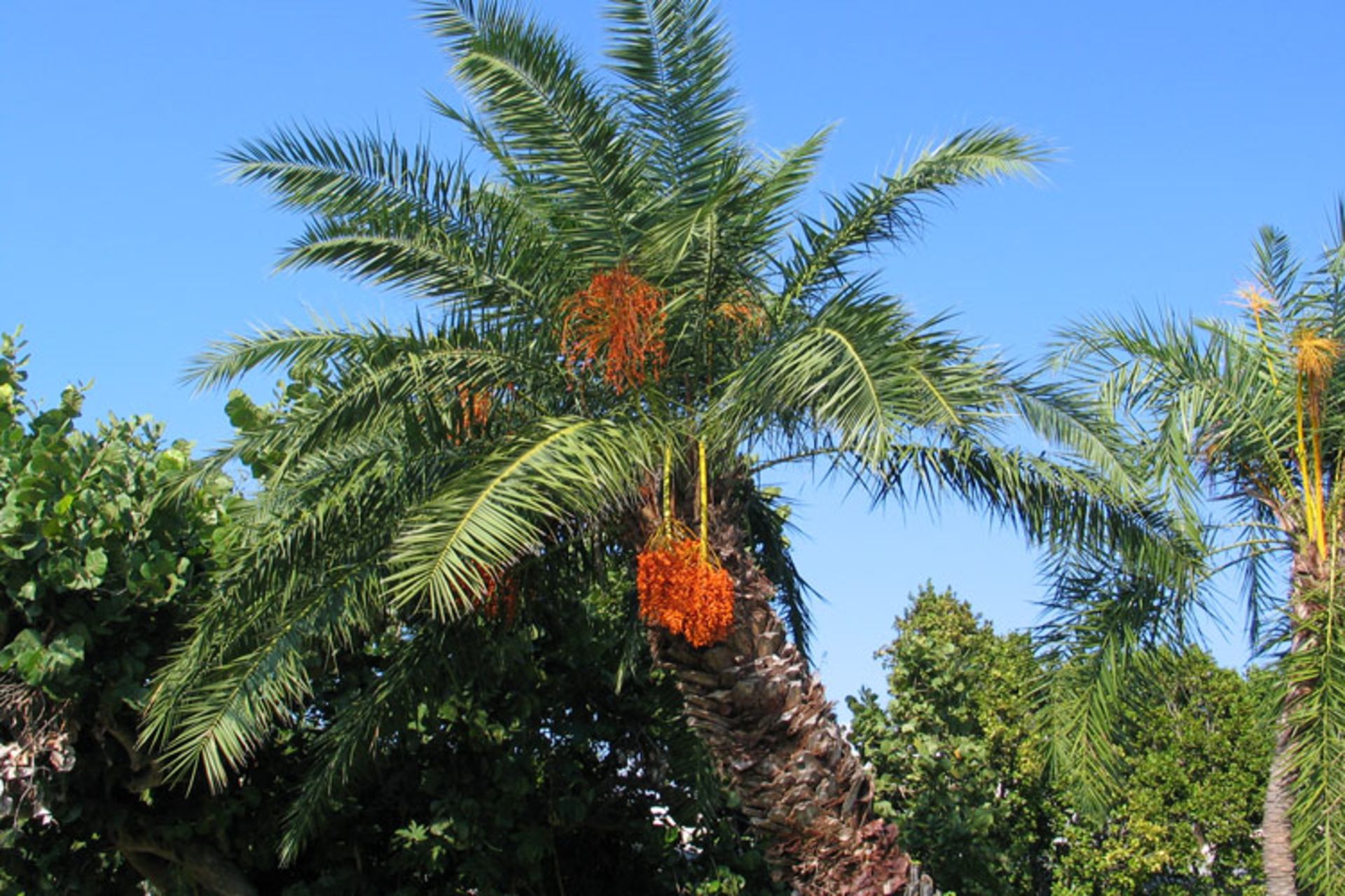 2015-10-palm_tree59889