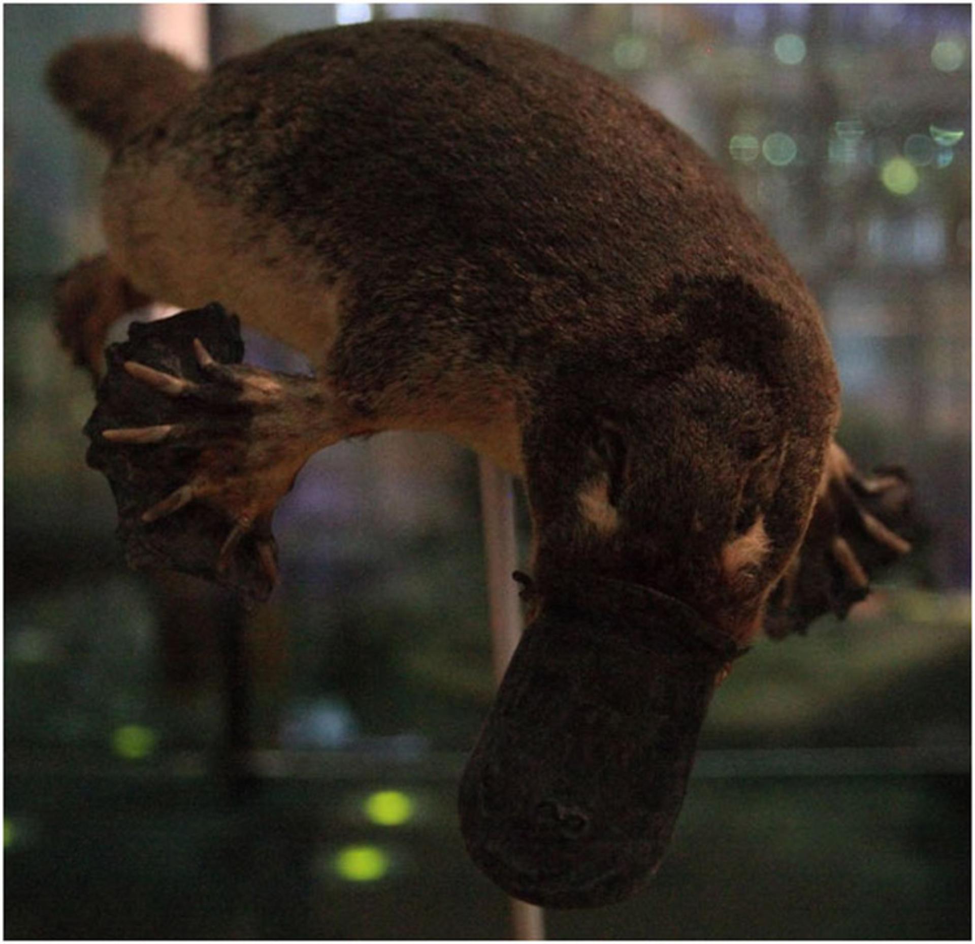 Platypus