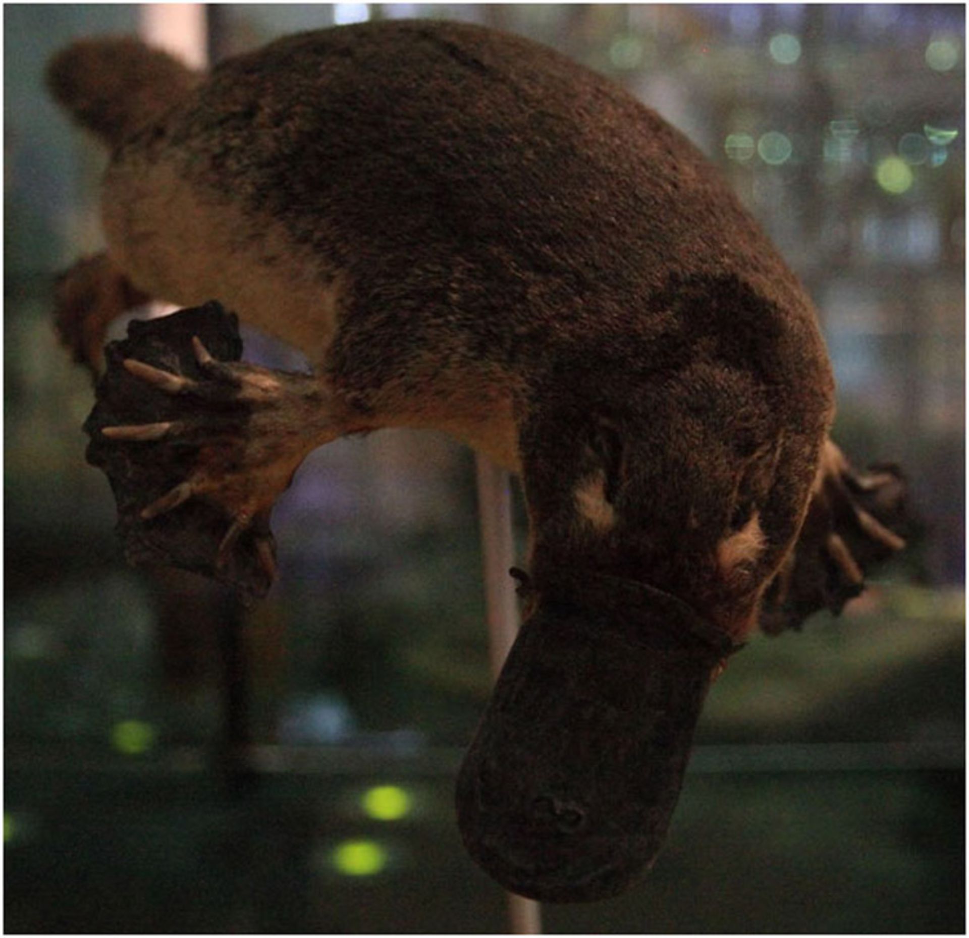 Platypus