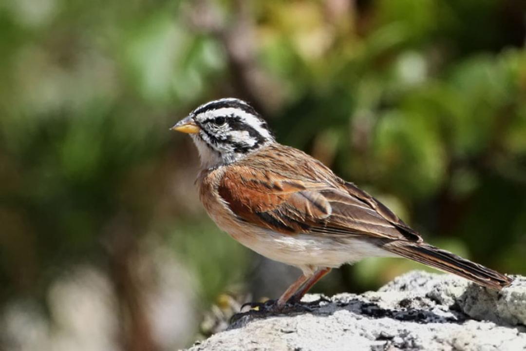 2015-10-rar_birds_20090611_1924676753