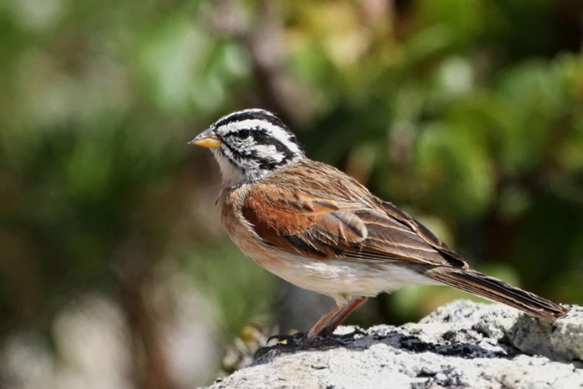 2015-10-rar_birds_20090611_1924676753
