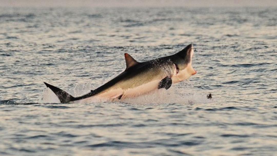 2015-10-sharks_0000_shark-9