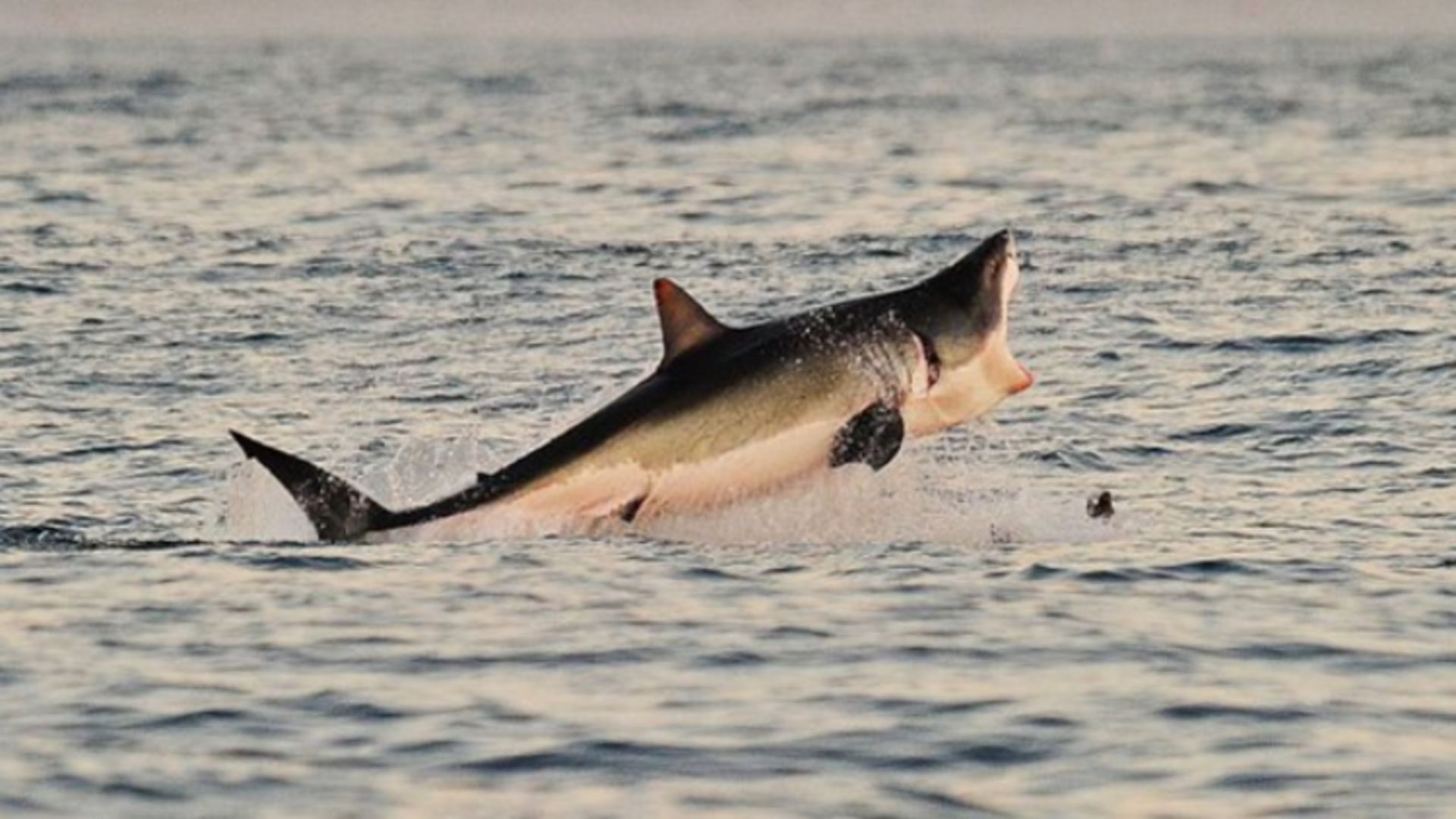 2015-10-sharks_0000_shark-9