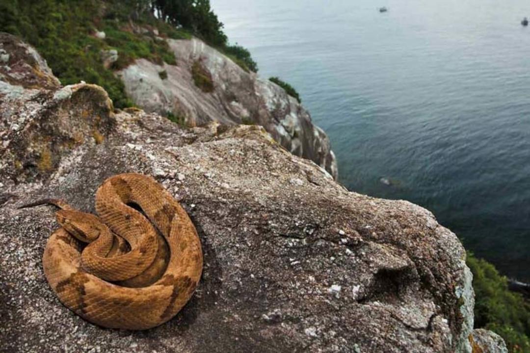 2015-10-snake-island