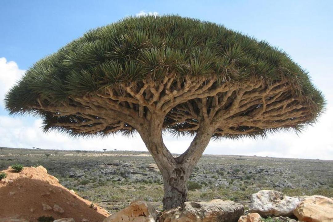 2015-10-socotra_dragon_tree