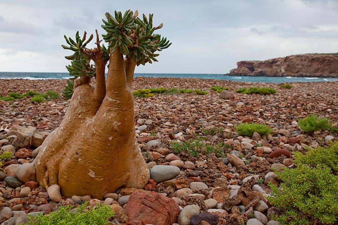 2015-10-sokotra-island_yemen_7o6_dx-news