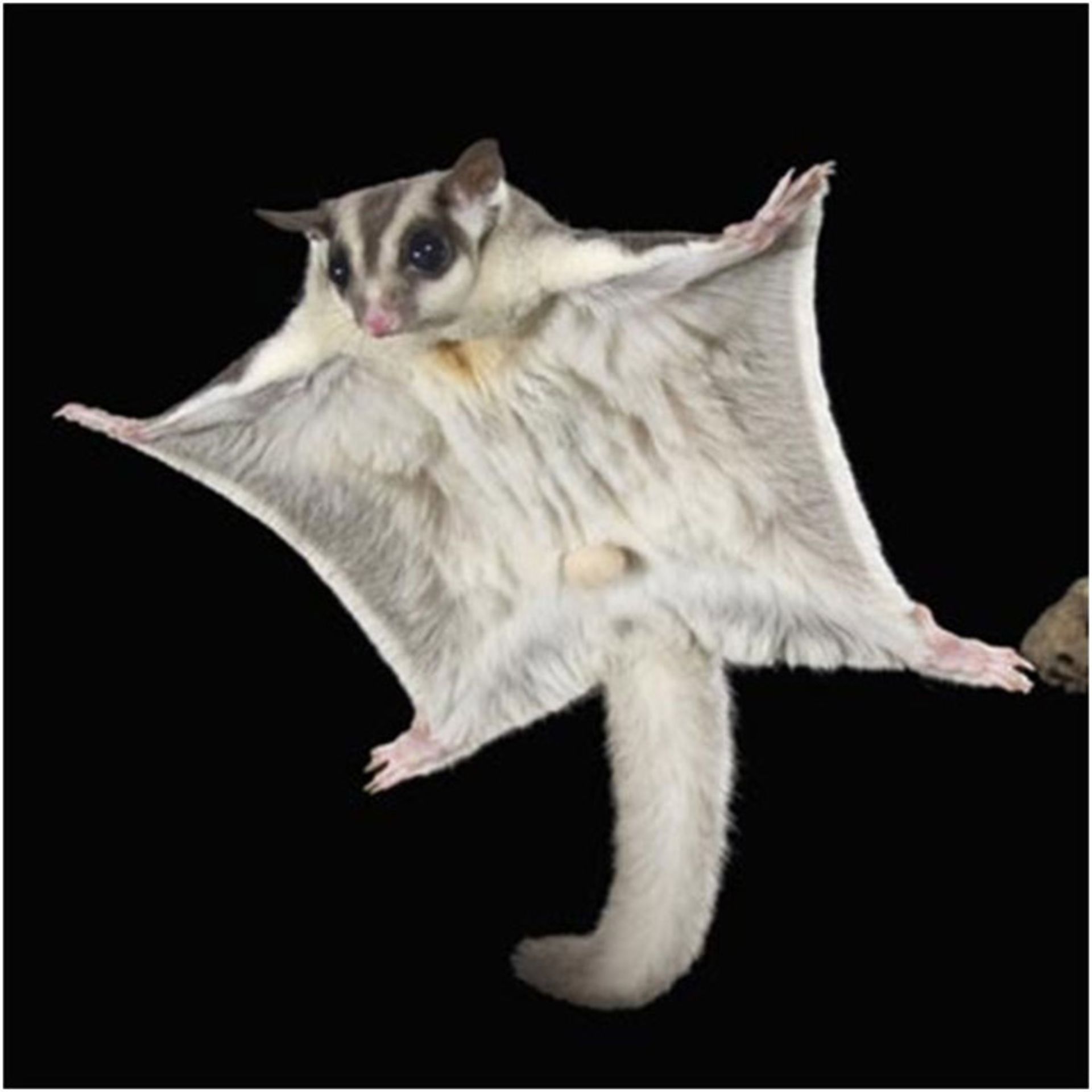 خفاش Sugar Glider