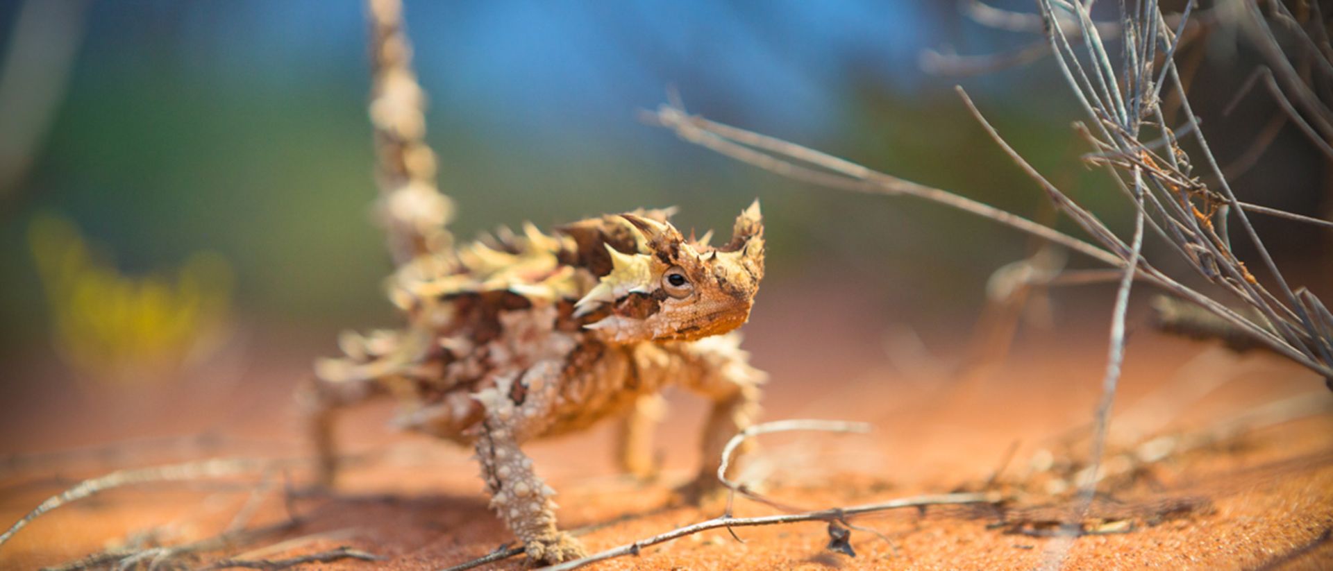 2015-10-thorny-devil-1