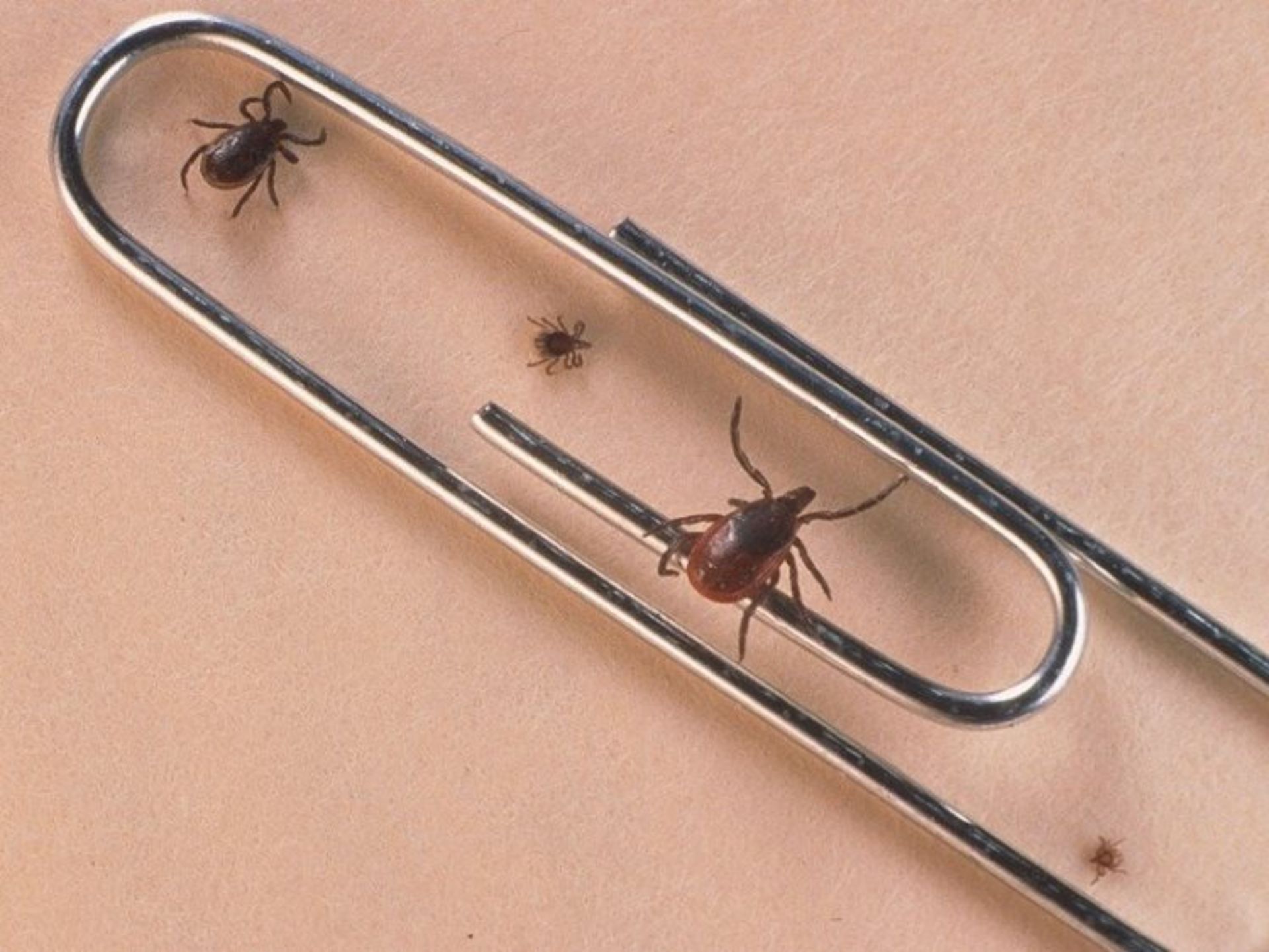 2015-10-tick
