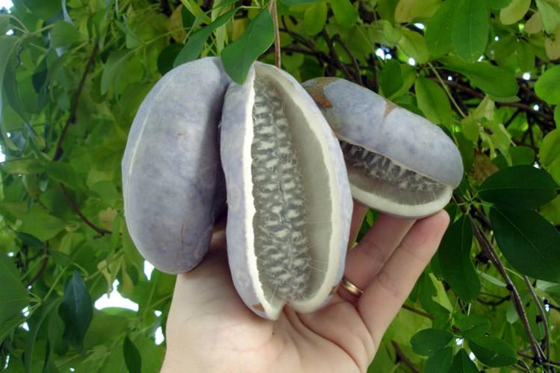آکبیا