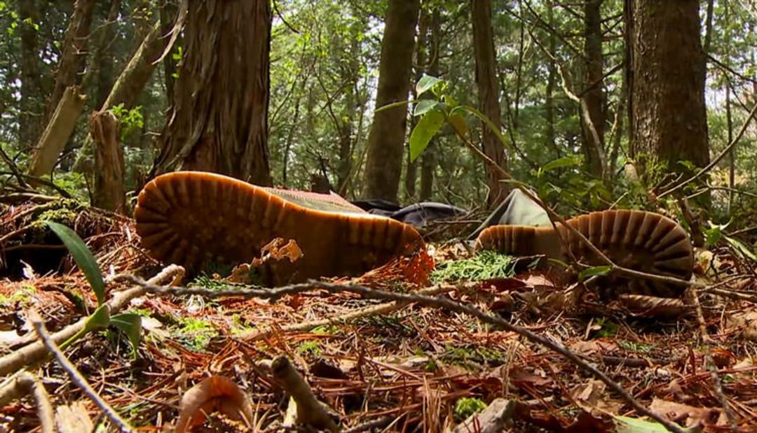 جنگل Aokigahara