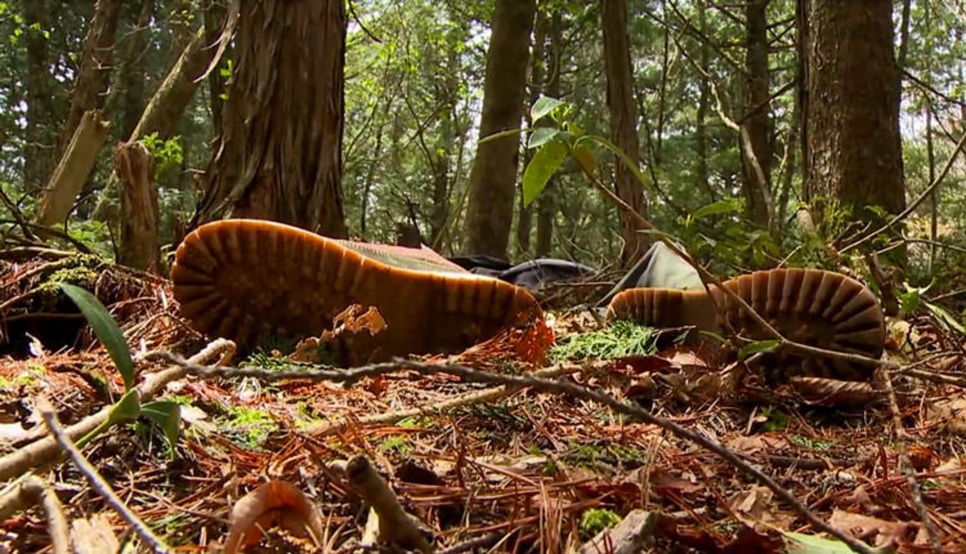 جنگل Aokigahara