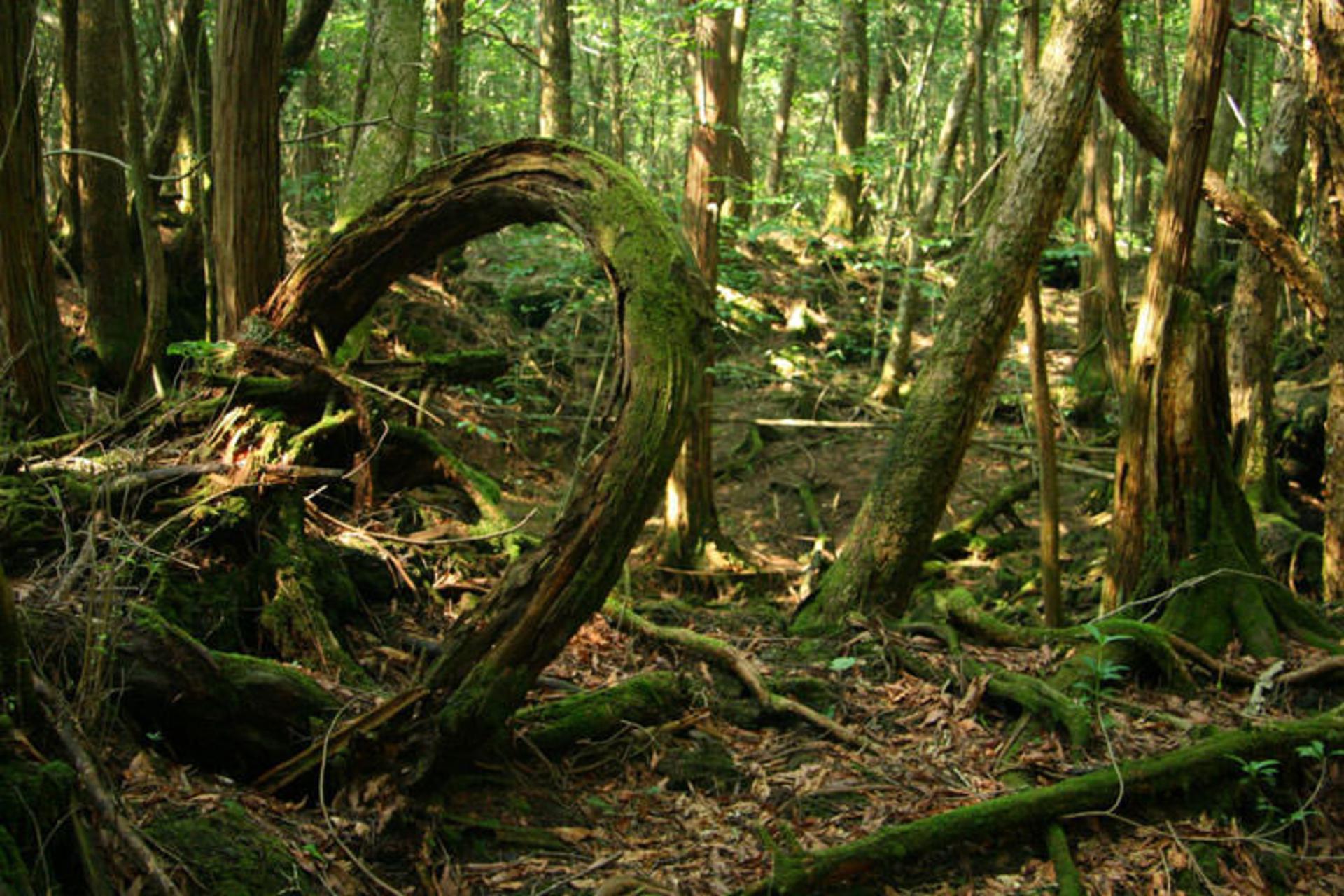 جنگل Aokigahara