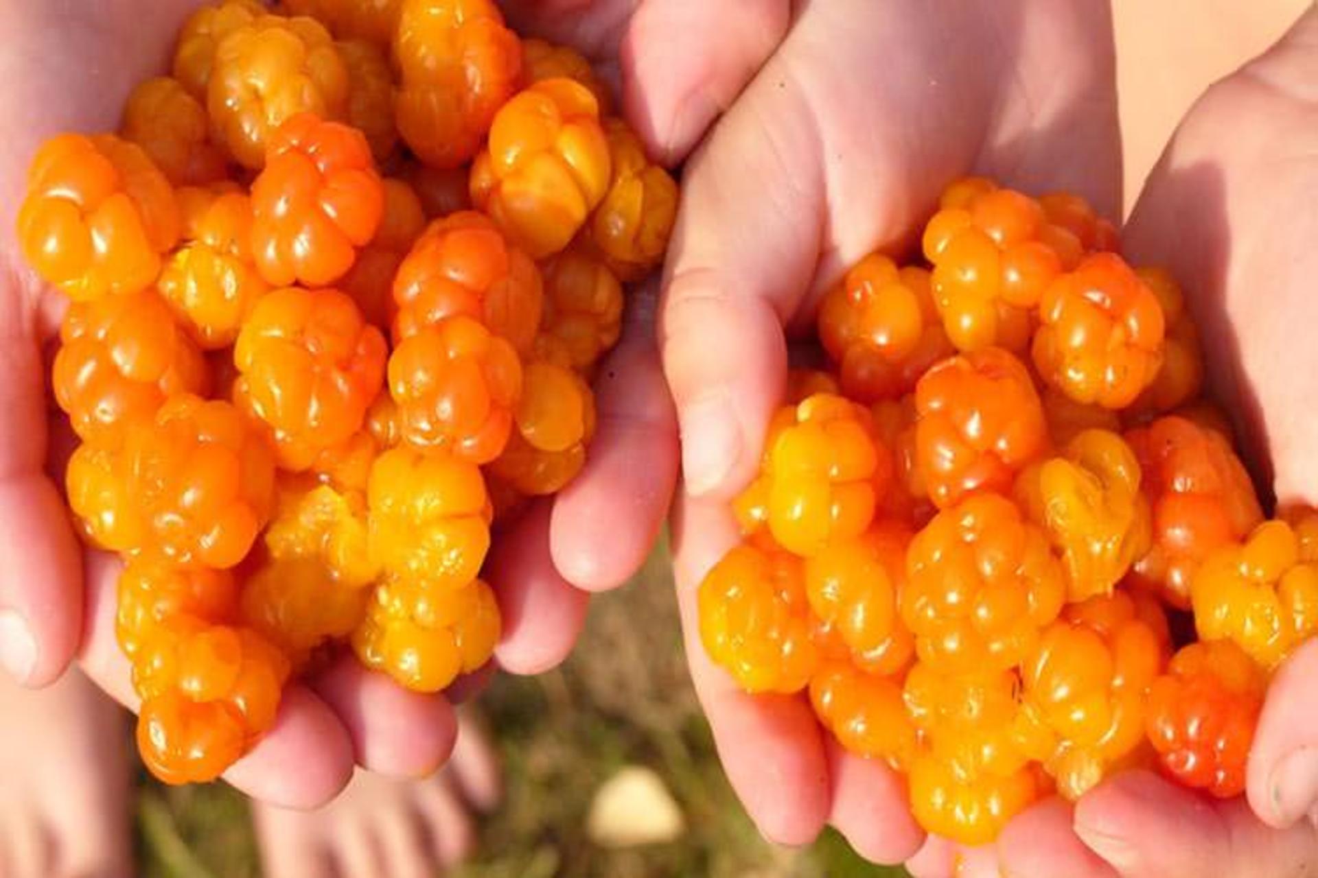 2015-11-arctic-cloudberry
