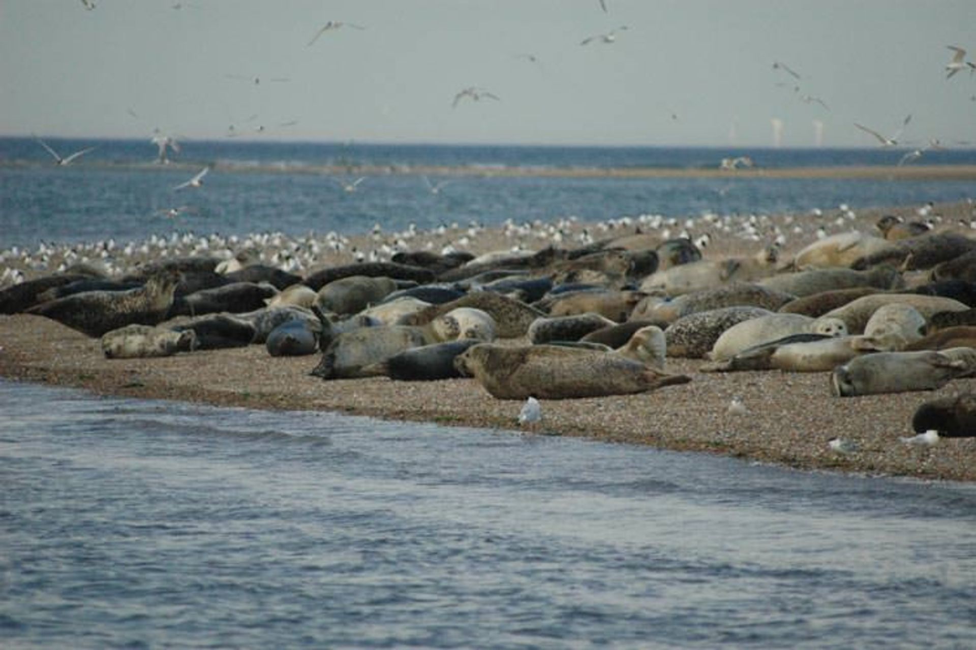 2015-11-blakeney-norfolk-england-51