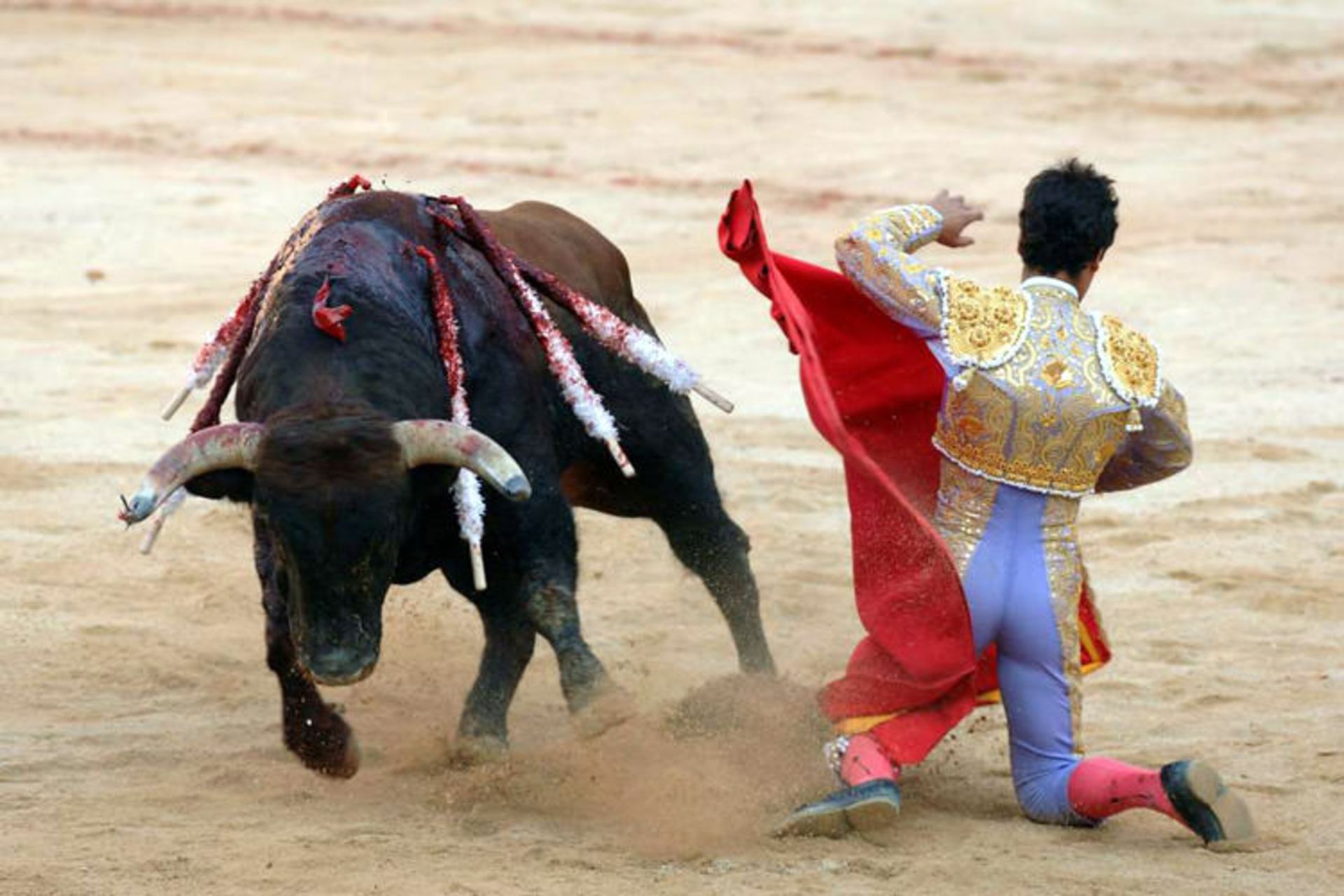 گاومیش
