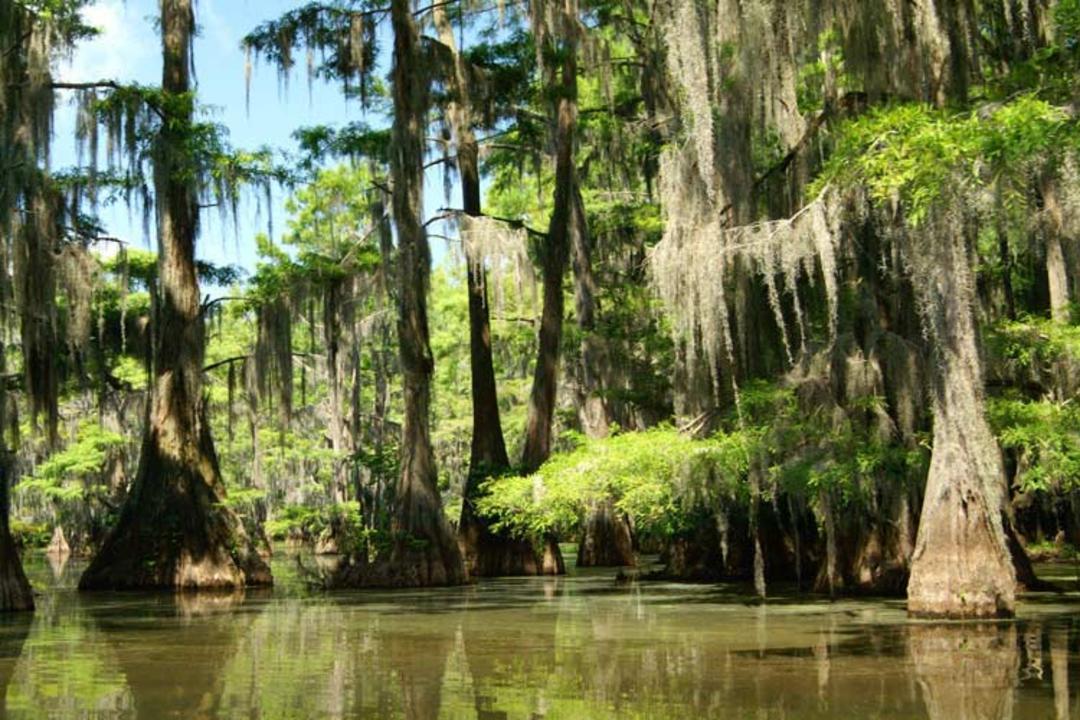 2015-11-caddo-lake-texas-and-louisiana