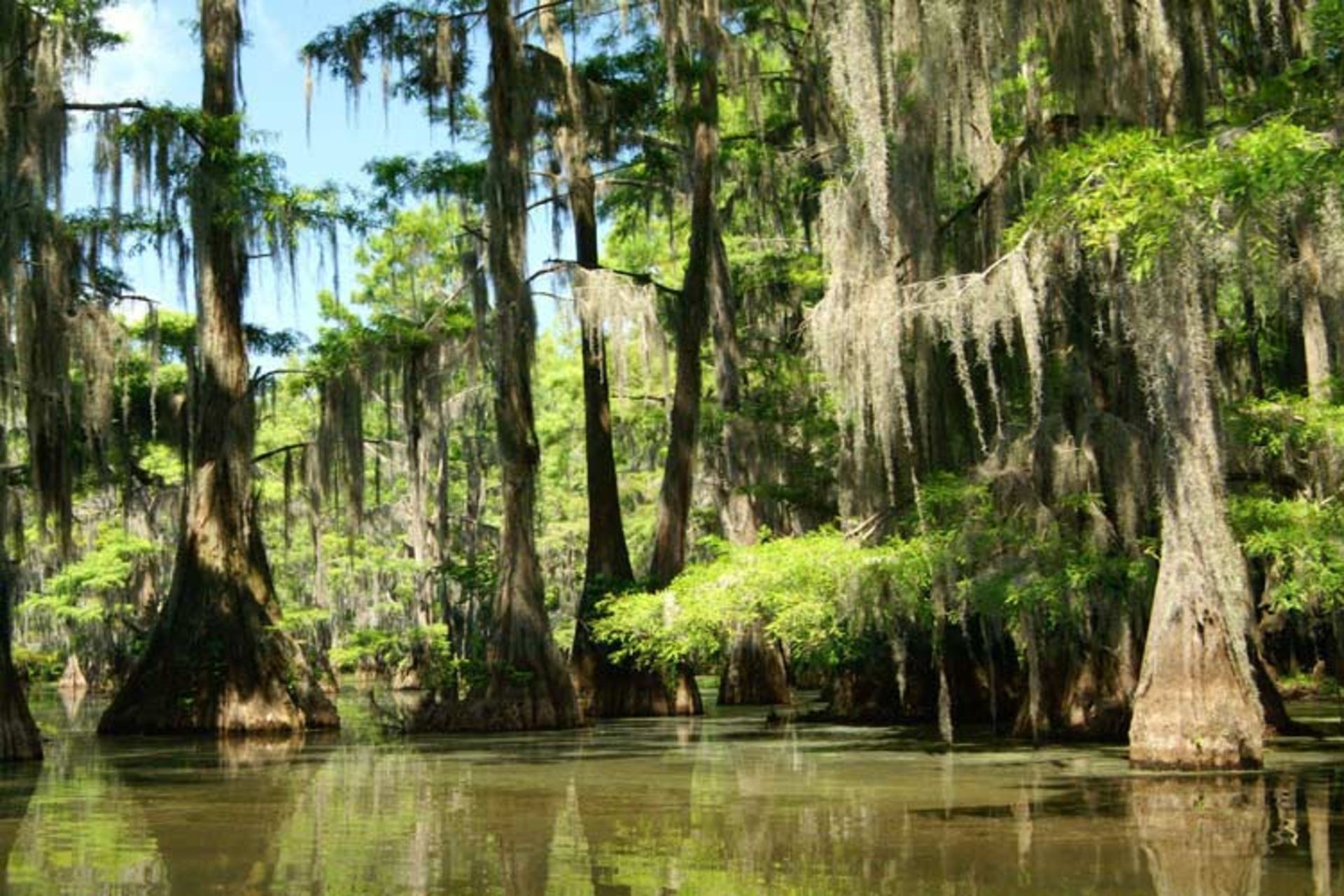 2015-11-caddo-lake-texas-and-louisiana