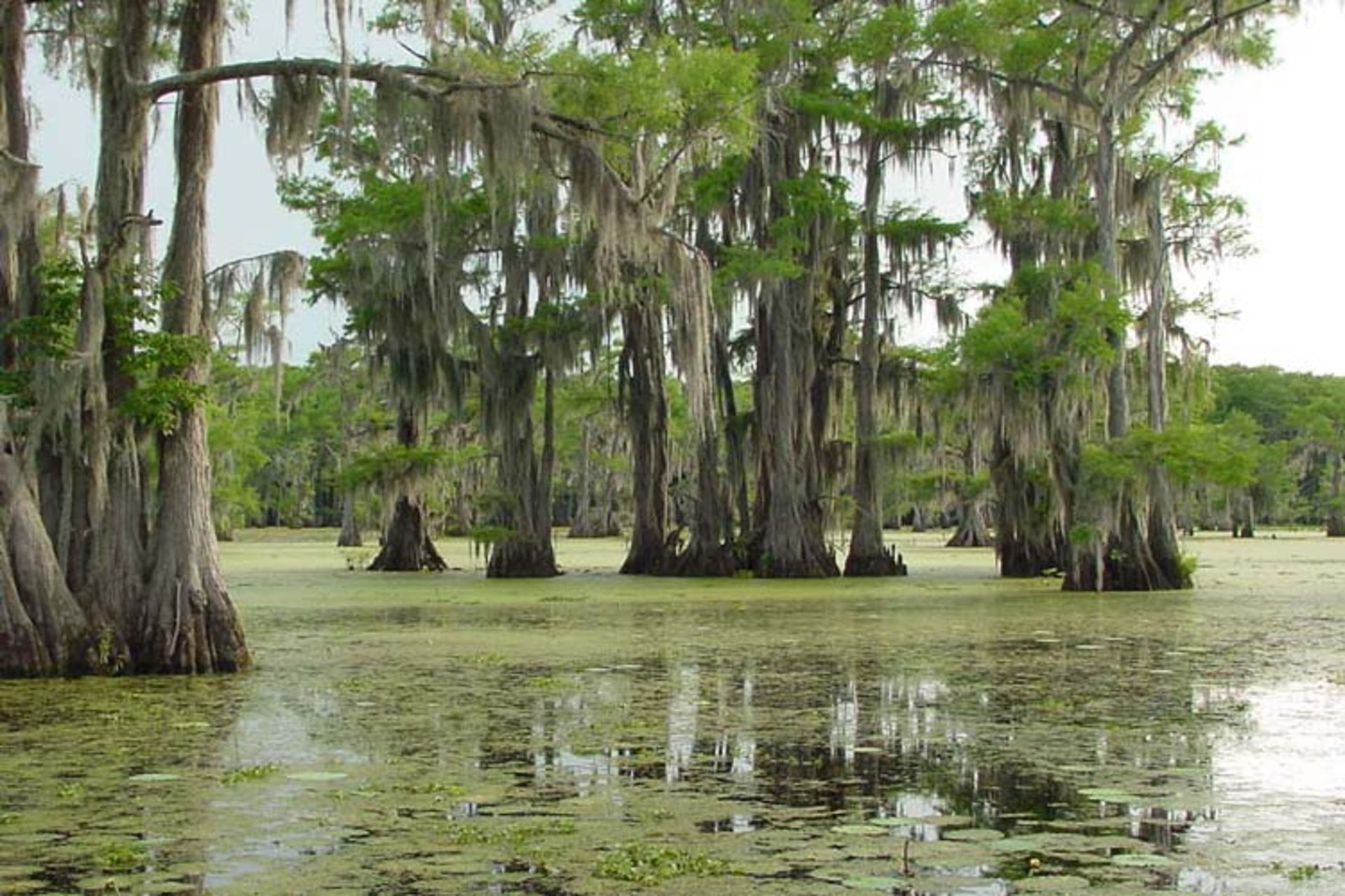 2015-11-caddo-lake-texas-and-louisiana1