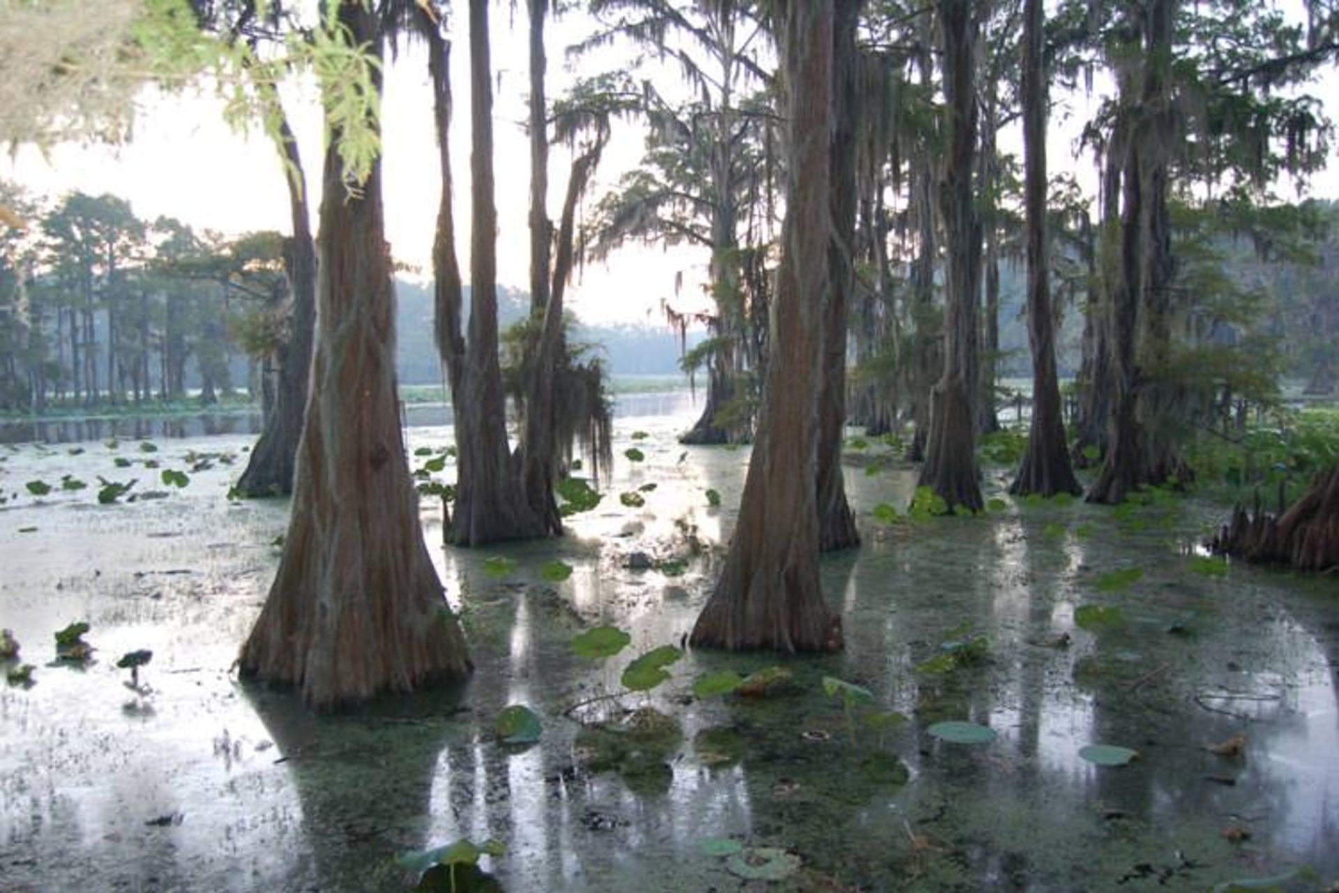 2015-11-caddo-lake-texas-and-louisiana2