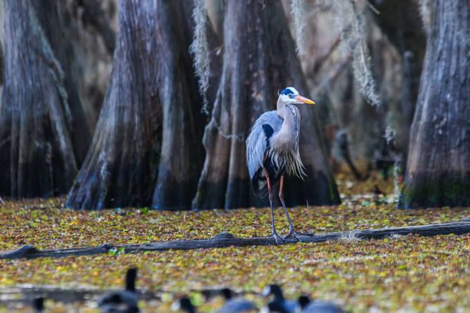 2015-11-caddo-lake-texas-and-louisiana6