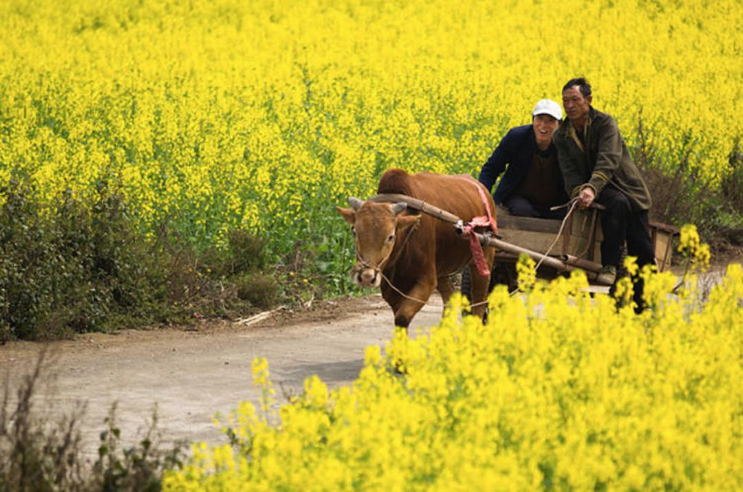مزارع گل کلزا در Luoping
