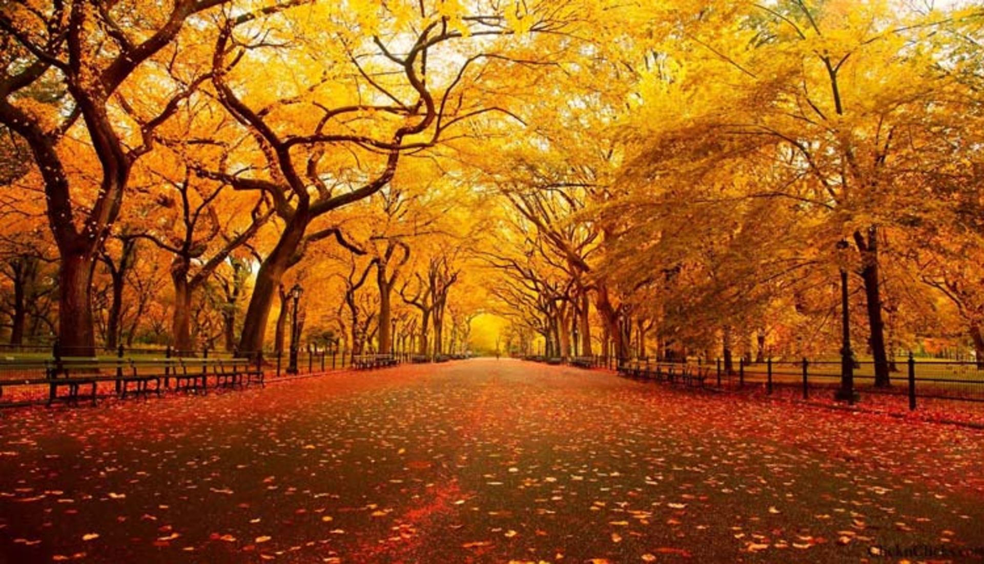 2015-11-central-park-new-york1