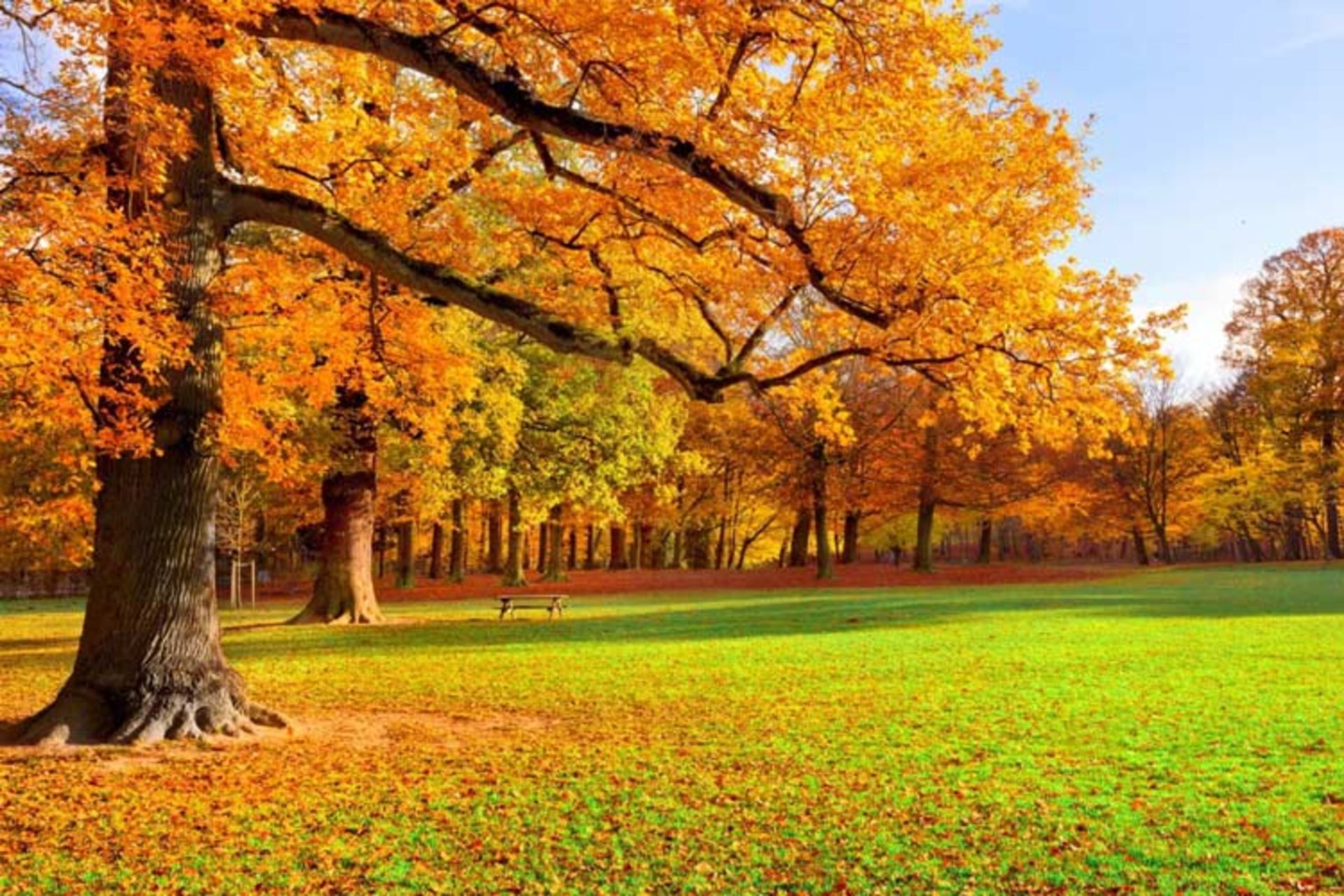 2015-11-central-park-new-york4