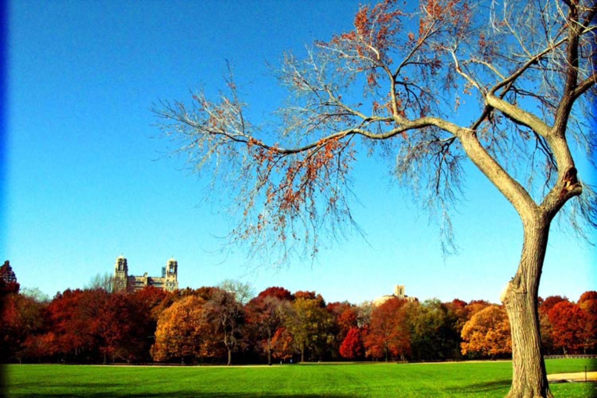 2015-11-central-park-new-york5