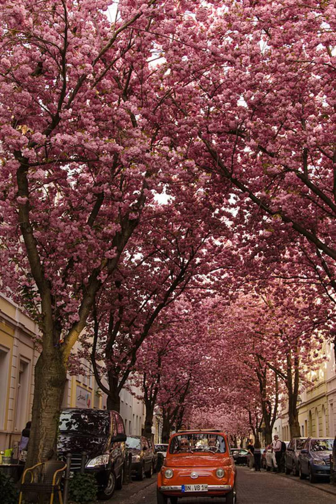 خیابان شکوفه‌های گیلاس در بُن
