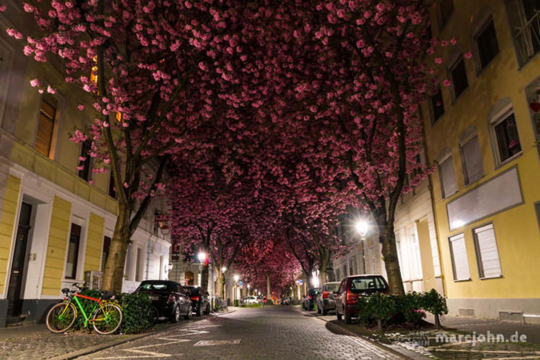 خیابان شکوفه‌های گیلاس در بُن