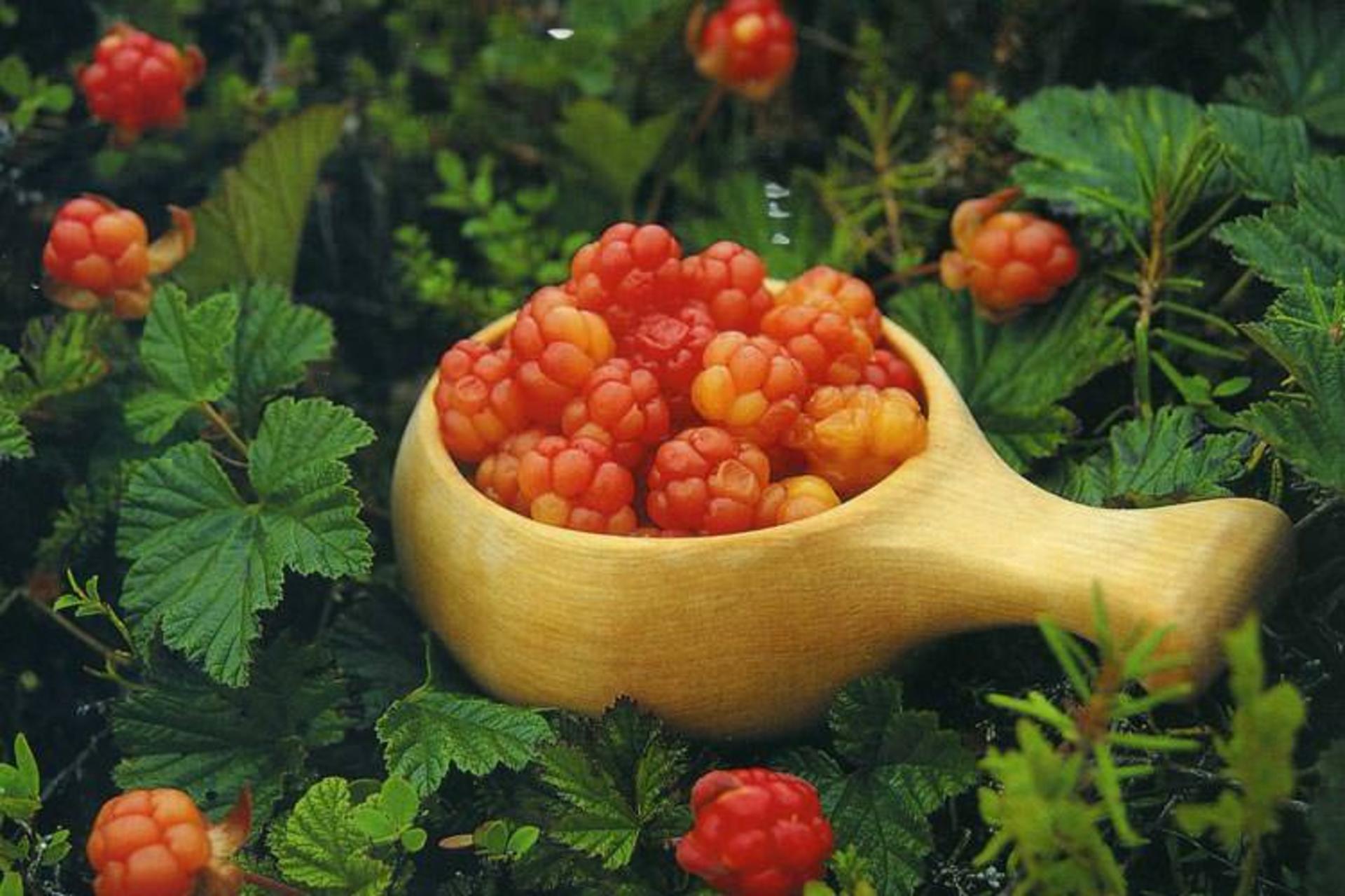 2015-11-cloudberries-2