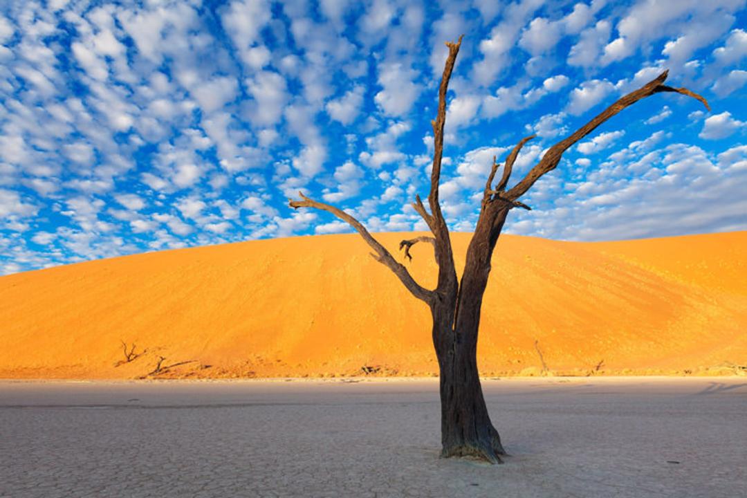 Deadvlei در پارک Namib-Naukluft