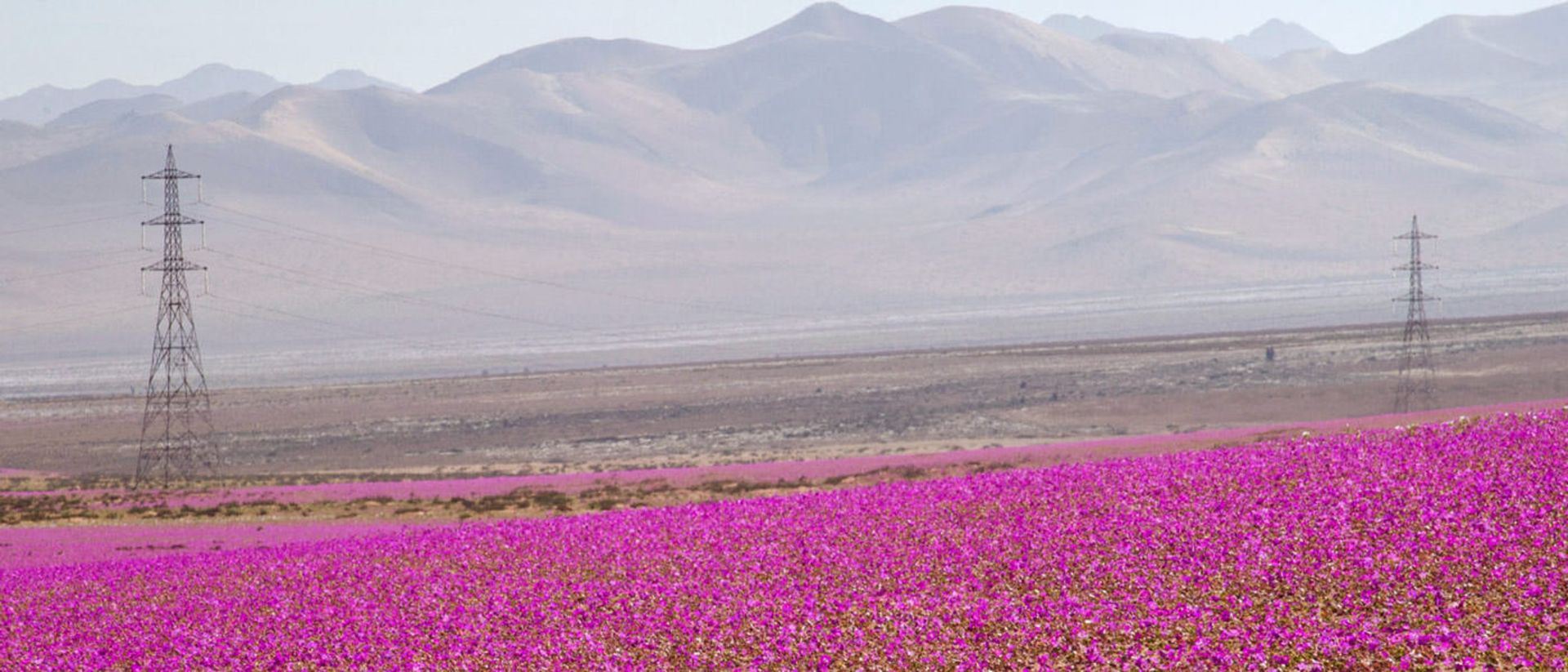 2015-11-desert-chile-social-10306484