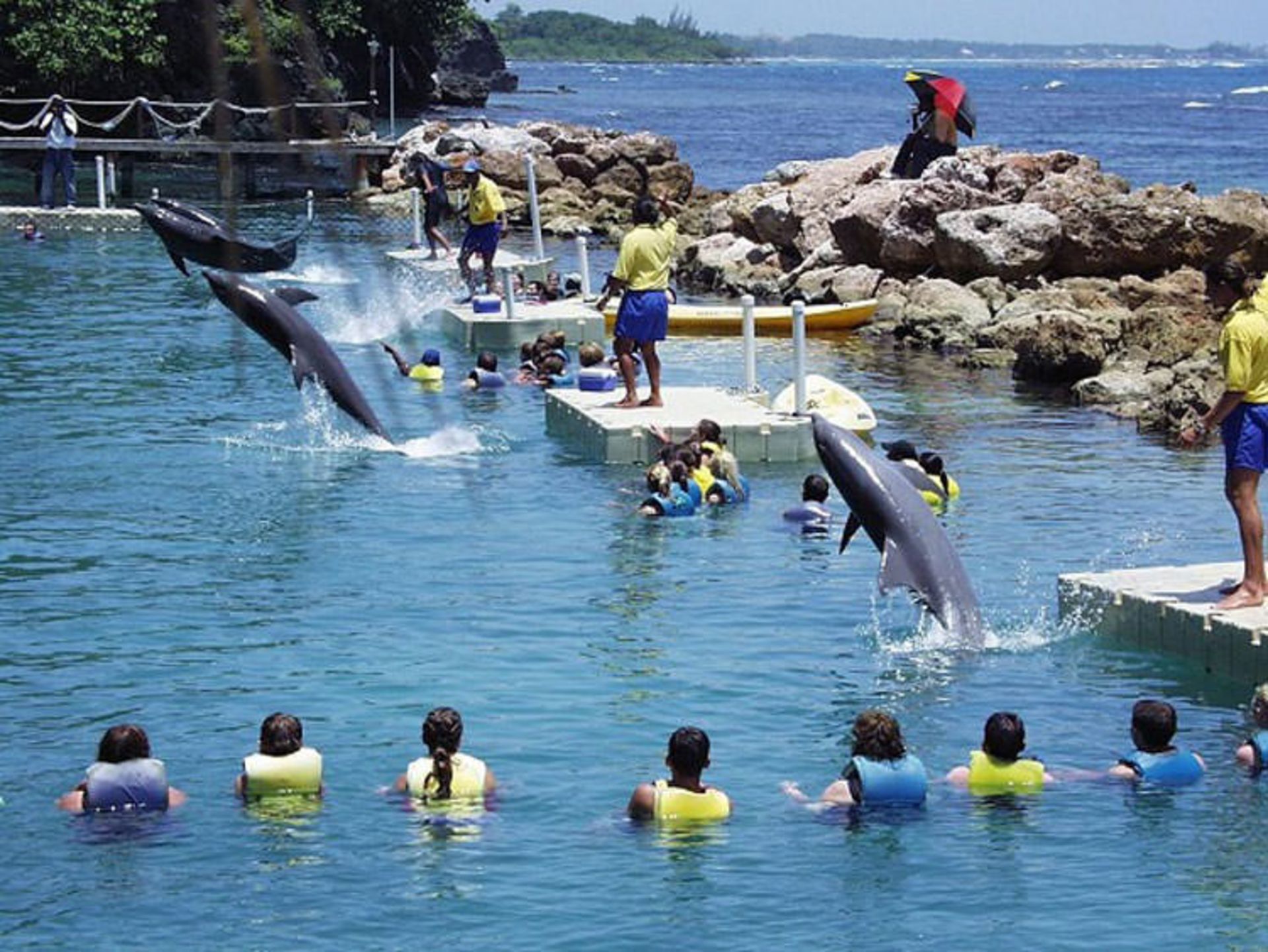 Dolphin Cove در جامائیکا