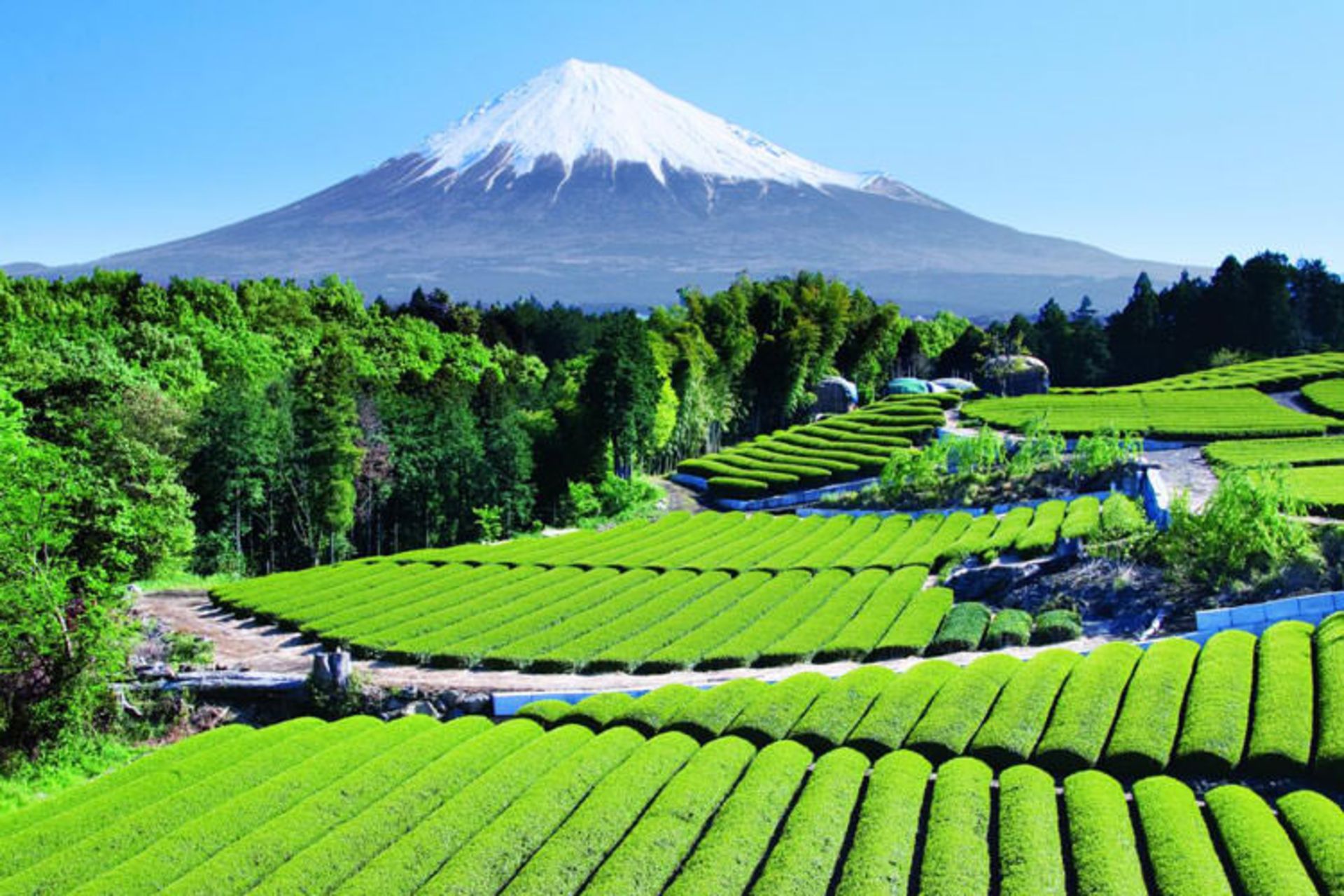 2015-11-fuji17