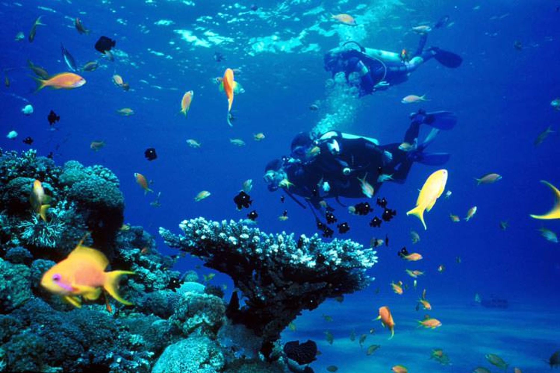 2015-11-go-scuba-diving-1
