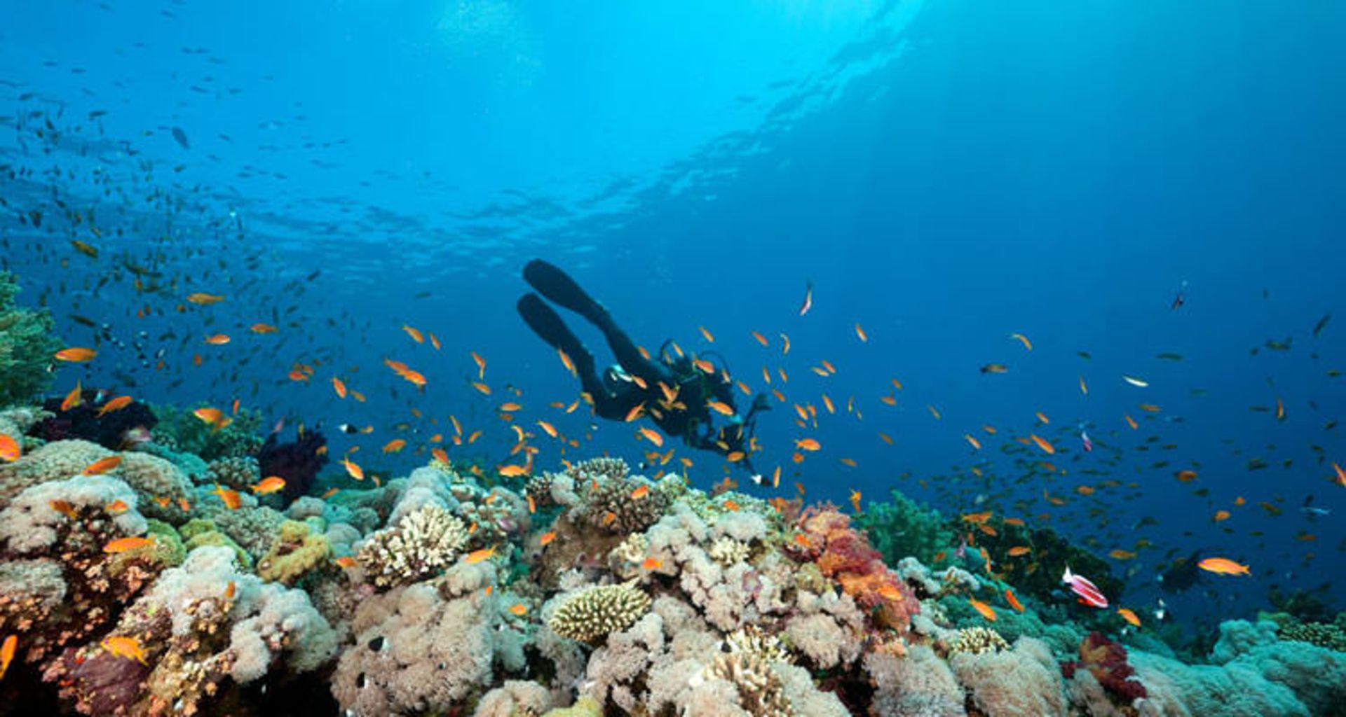 2015-11-go-scuba-diving-2