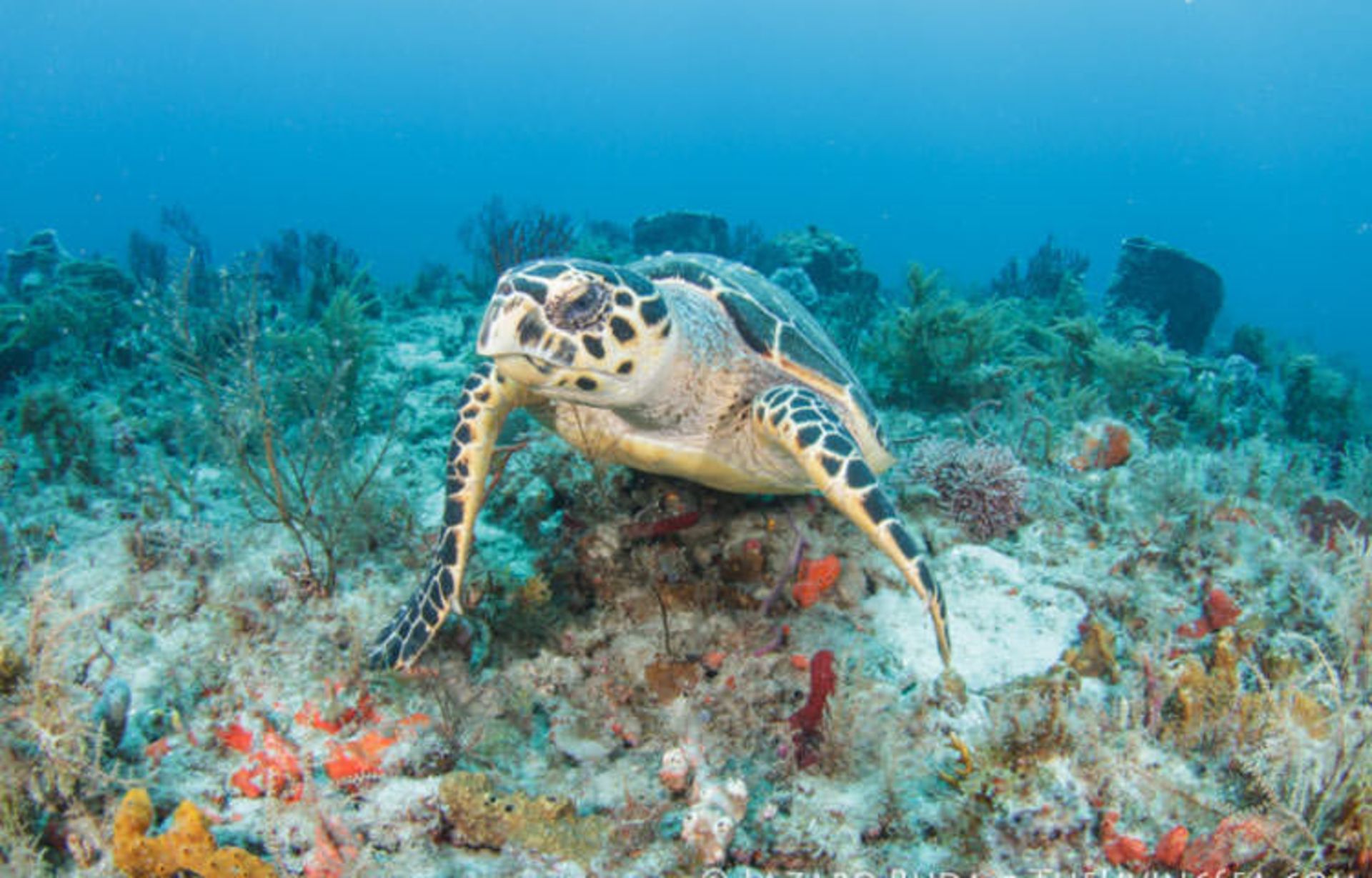 2015-11-go-scuba-diving-4