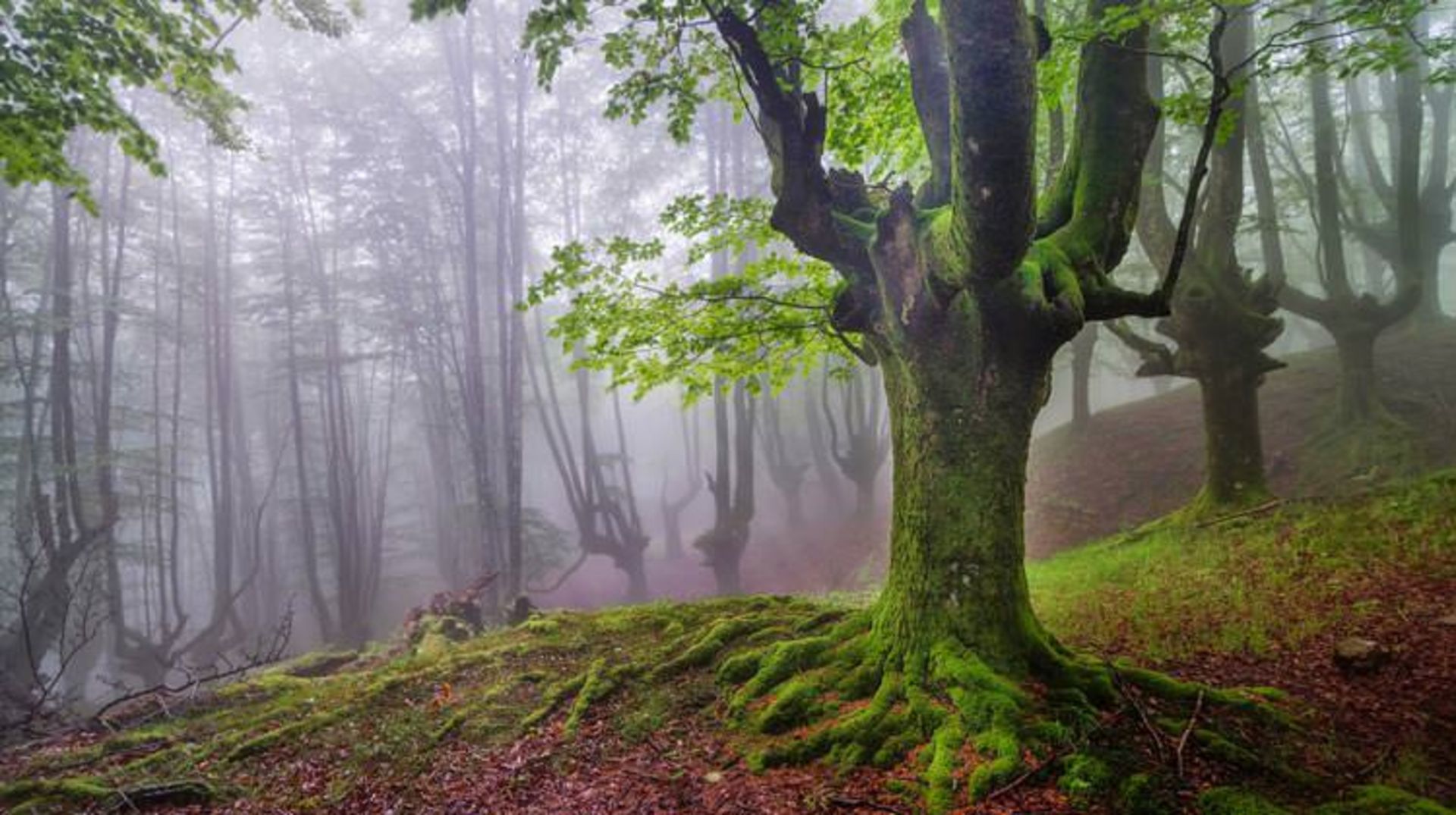 2015-11-gorbea-natural-park-basquecountry2