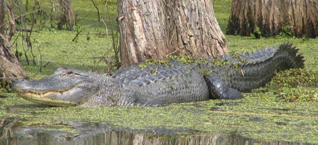 2015-11-louisiana-bayous-2